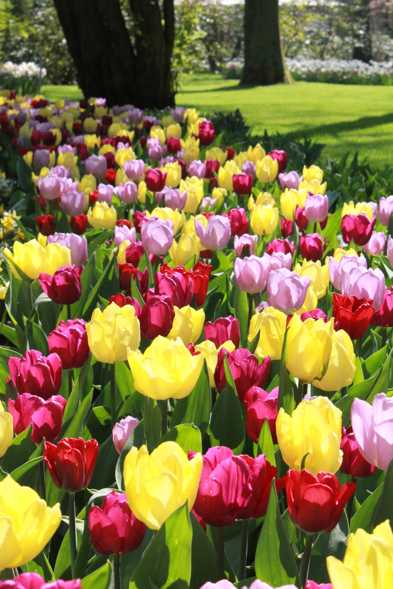 Tulpenmischung Frühlingsprincen 100 St Tulpenmischung Frühlingsprincen 100 St