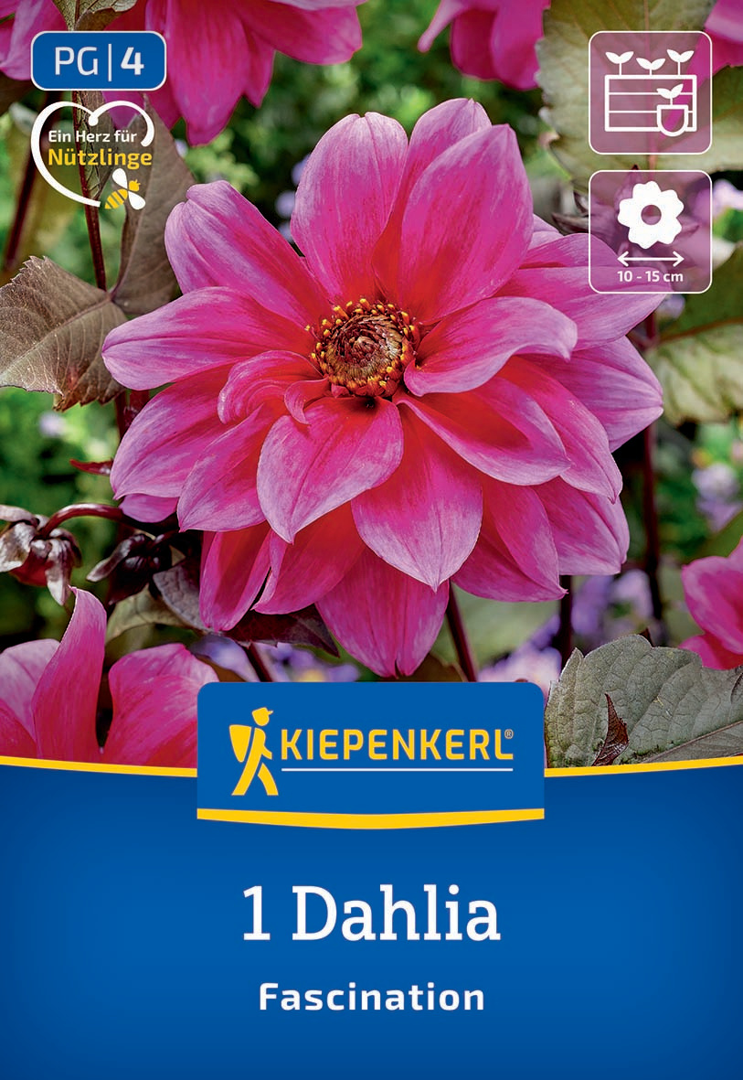 Dunkellaubige Beetdahlie Fascination Dunkellaubige Beetdahlie Fascination