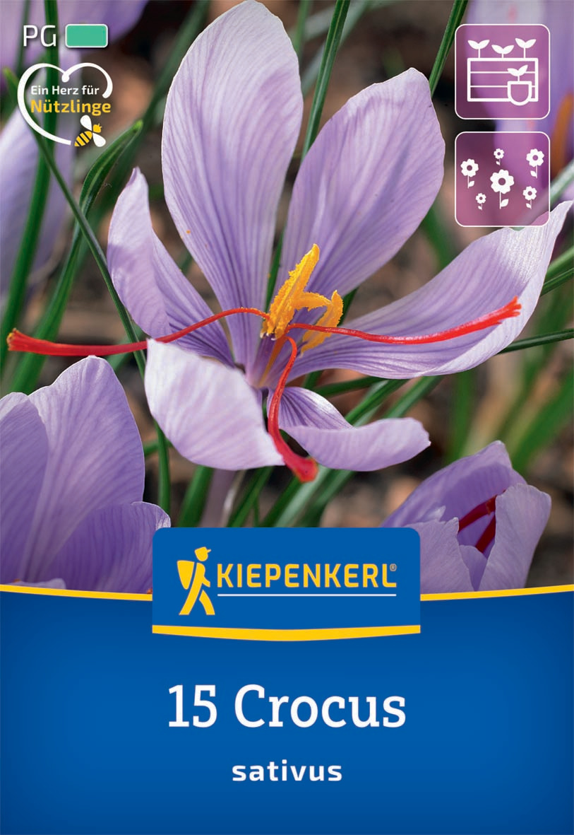 Safrankrokus
