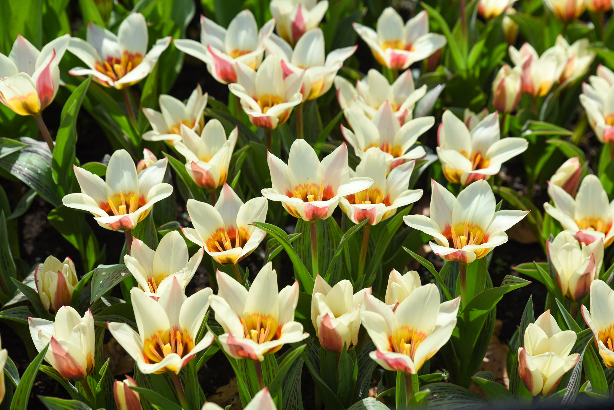 Greigii-Tulpen Mary Ann