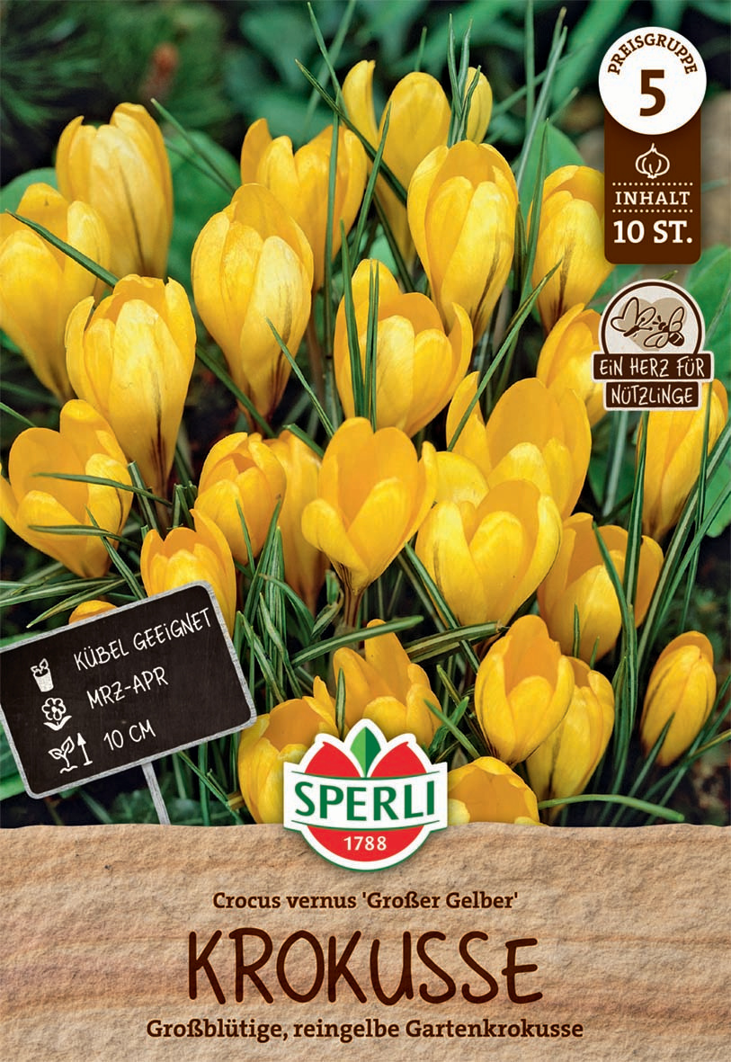Gartenkrokus Großer Gelber