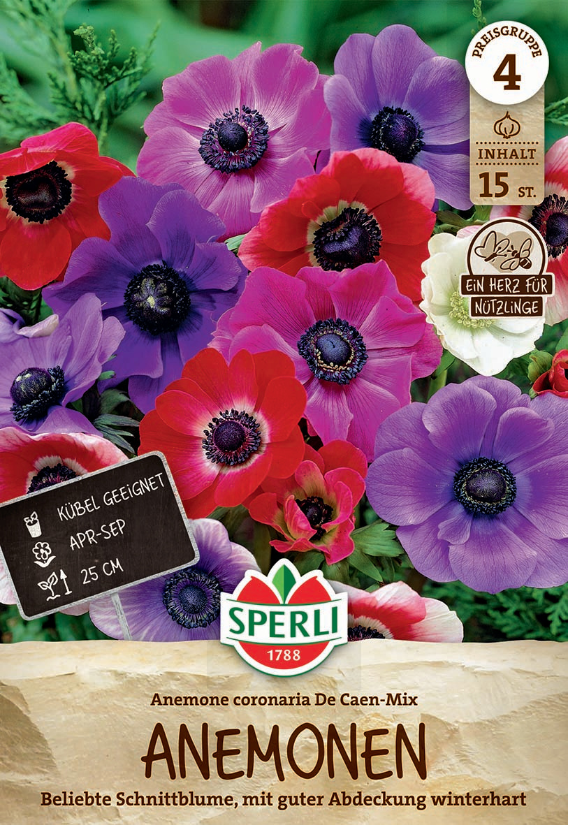 Anemone De Caen Mischung