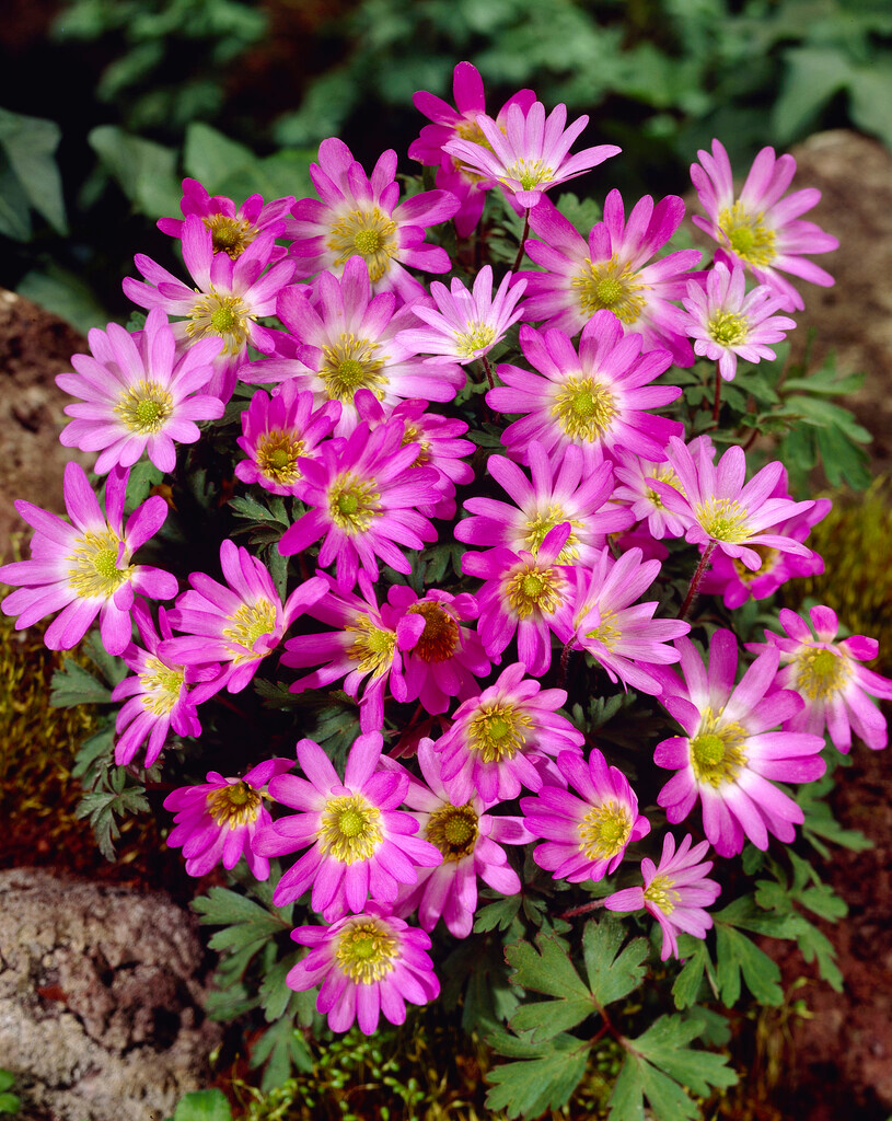 Anemone blanda Pink Star Anemone blanda Pink Star