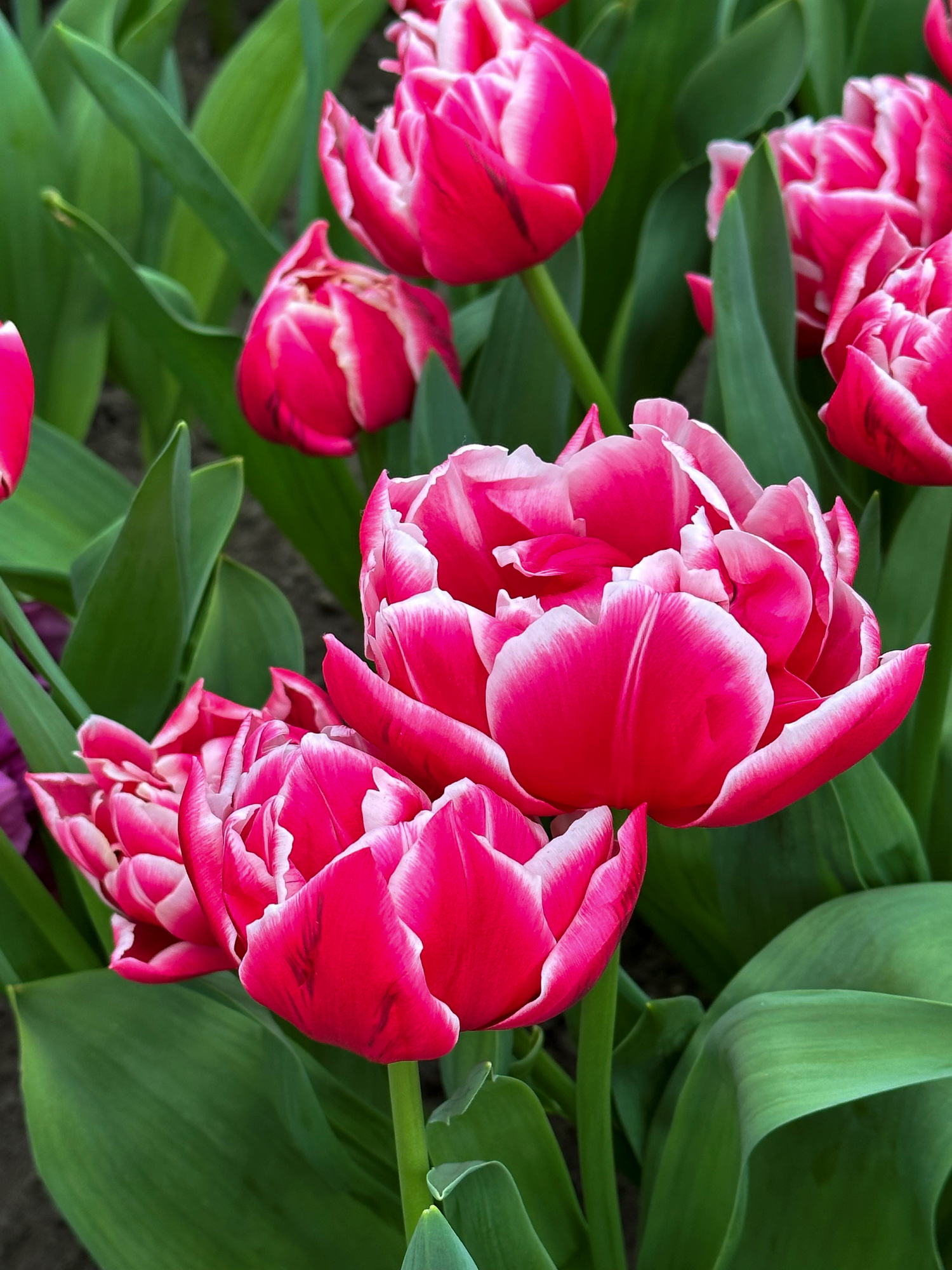 Gefüllte Frühe Tulpen Columbus Gefüllte Frühe Tulpen Columbus