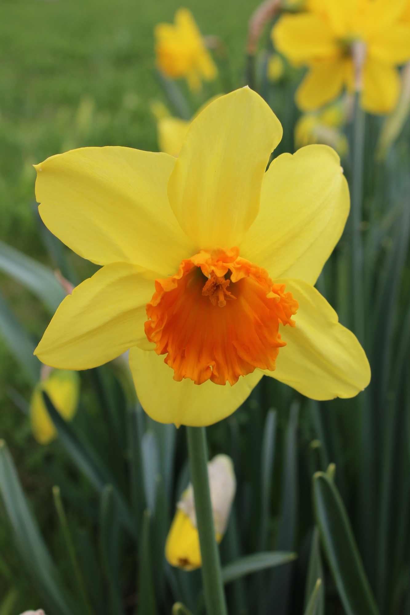 Großkronige Narzissen Fortissimo Großkronige Narzissen Fortissimo