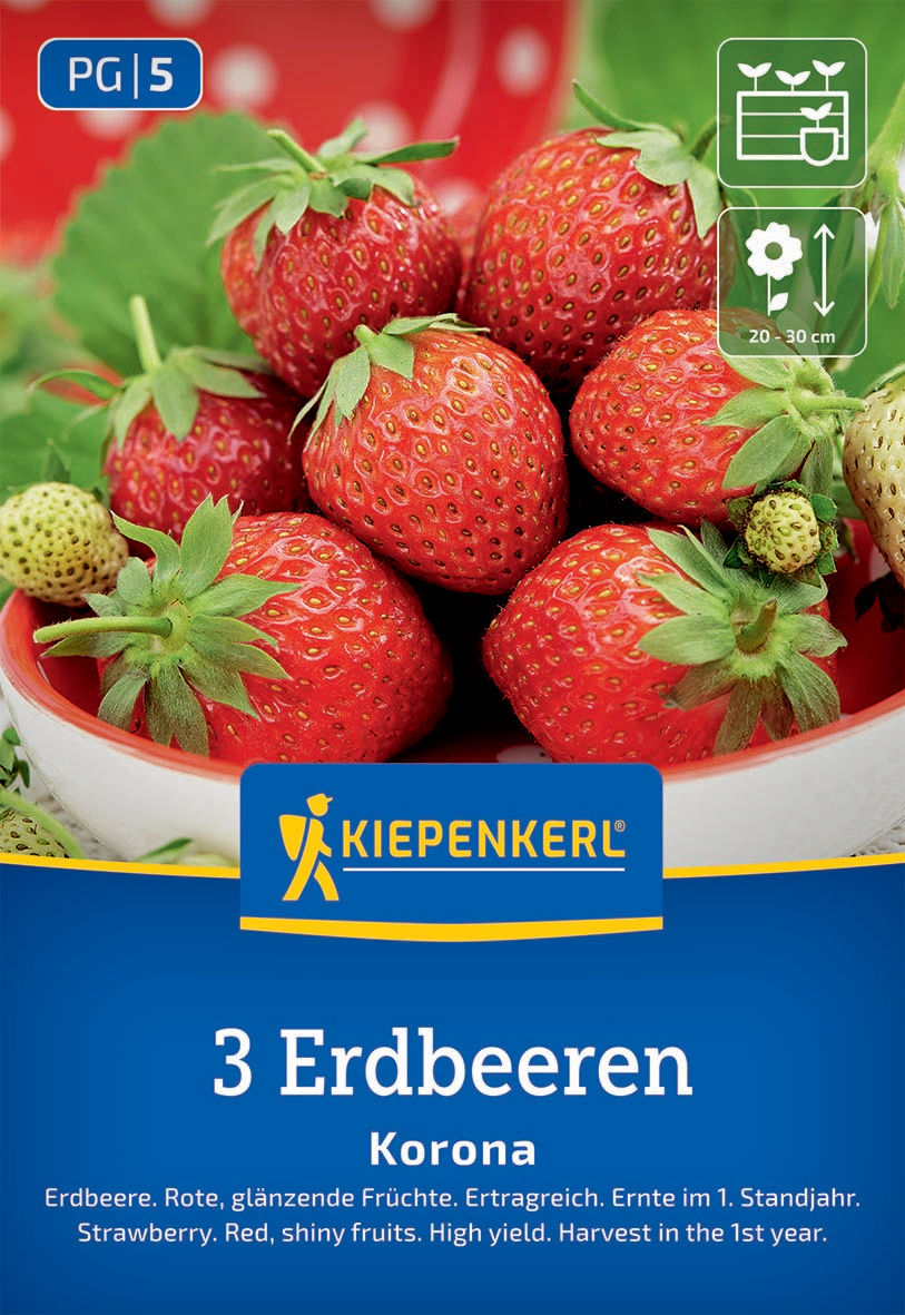 Erdbeeren Korona Fragaria x ananassa