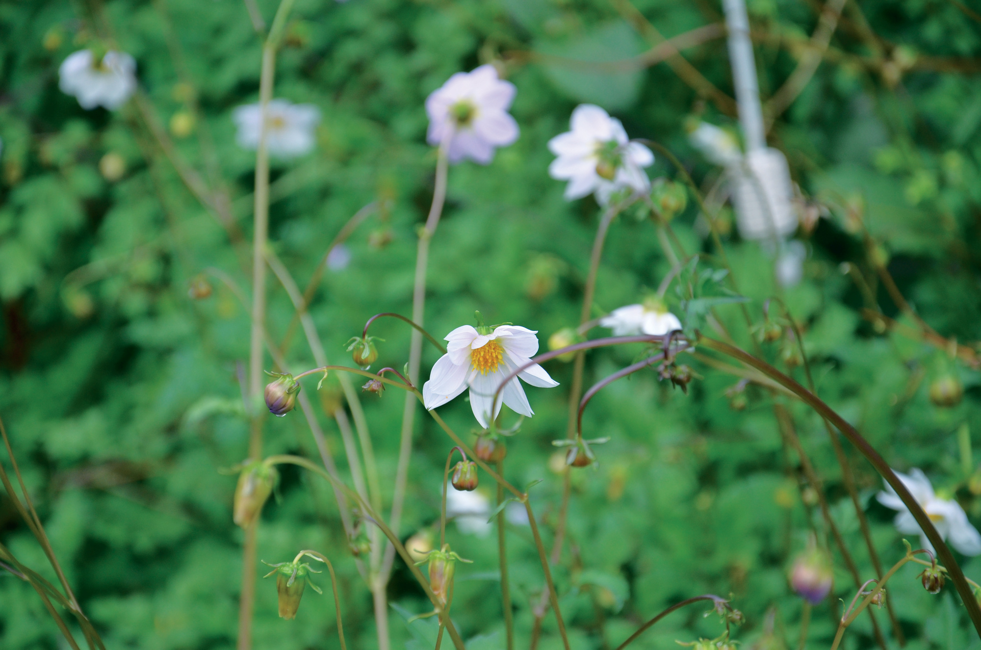 Dahlia imperialis Weiß