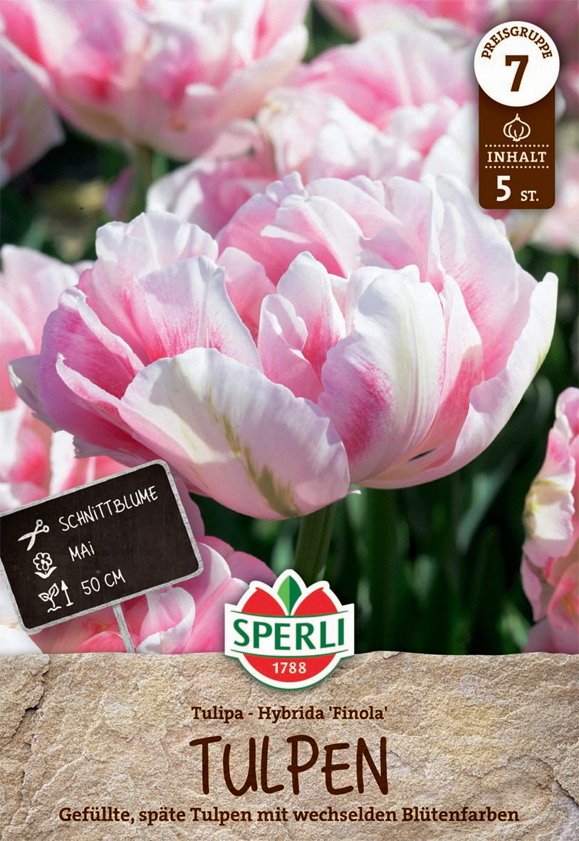 Premium Gefüllte Späte Tulpe Finola
