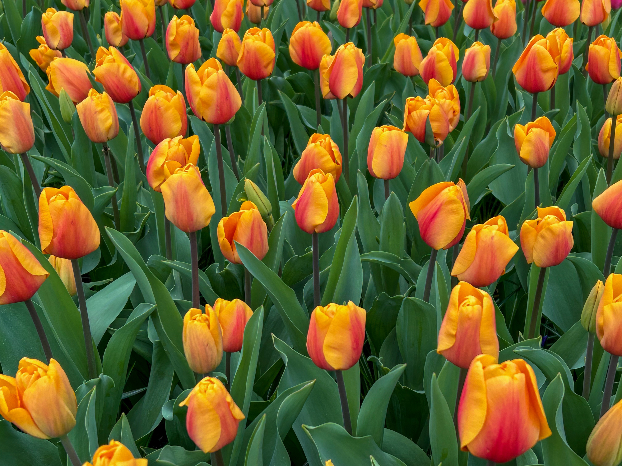 Darwin-Hybrid-Tulpen Cash Darwin-Hybrid-Tulpen Cash
