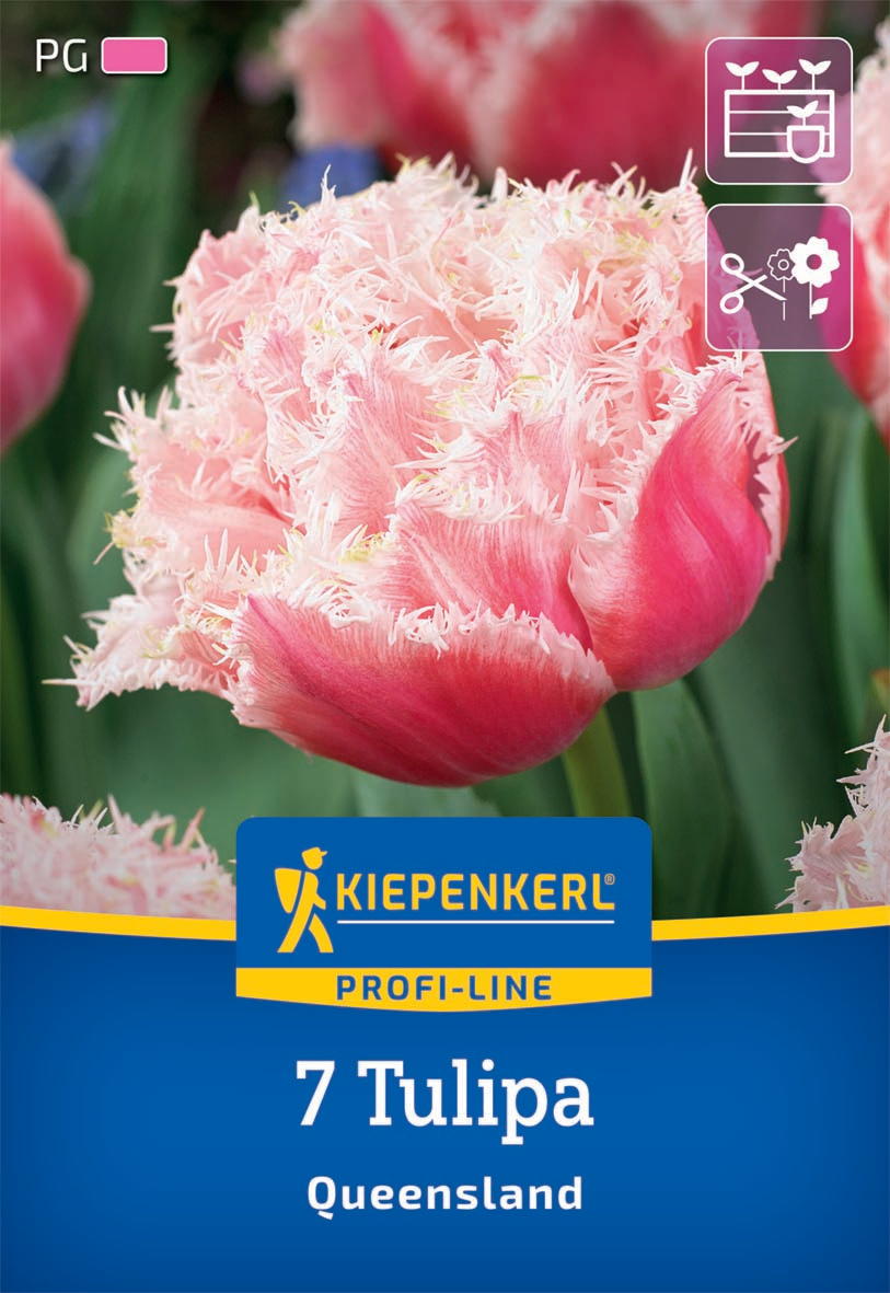 Profi-Line Gefranste gefüllte Tulpe Queensland
