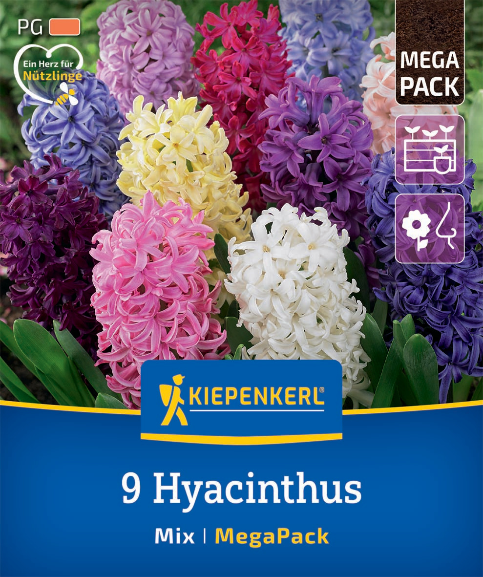 Mega-Pack Hyazinthen Mischung