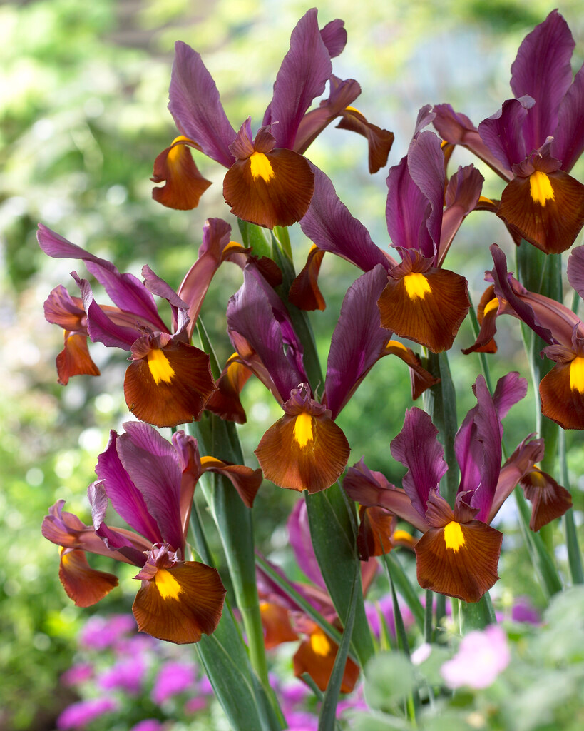 Iris hollandica Red Ember