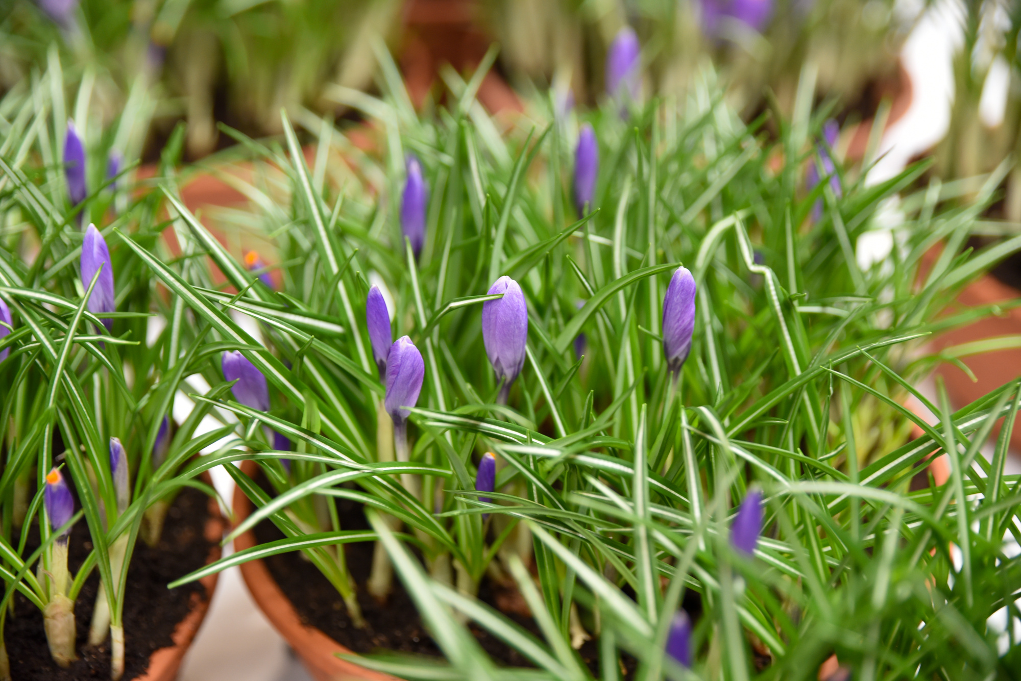 Crocus x cultorum Aqua Crocus x cultorum Aqua