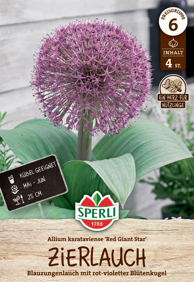 Premium Zierlauch Red Giant Star