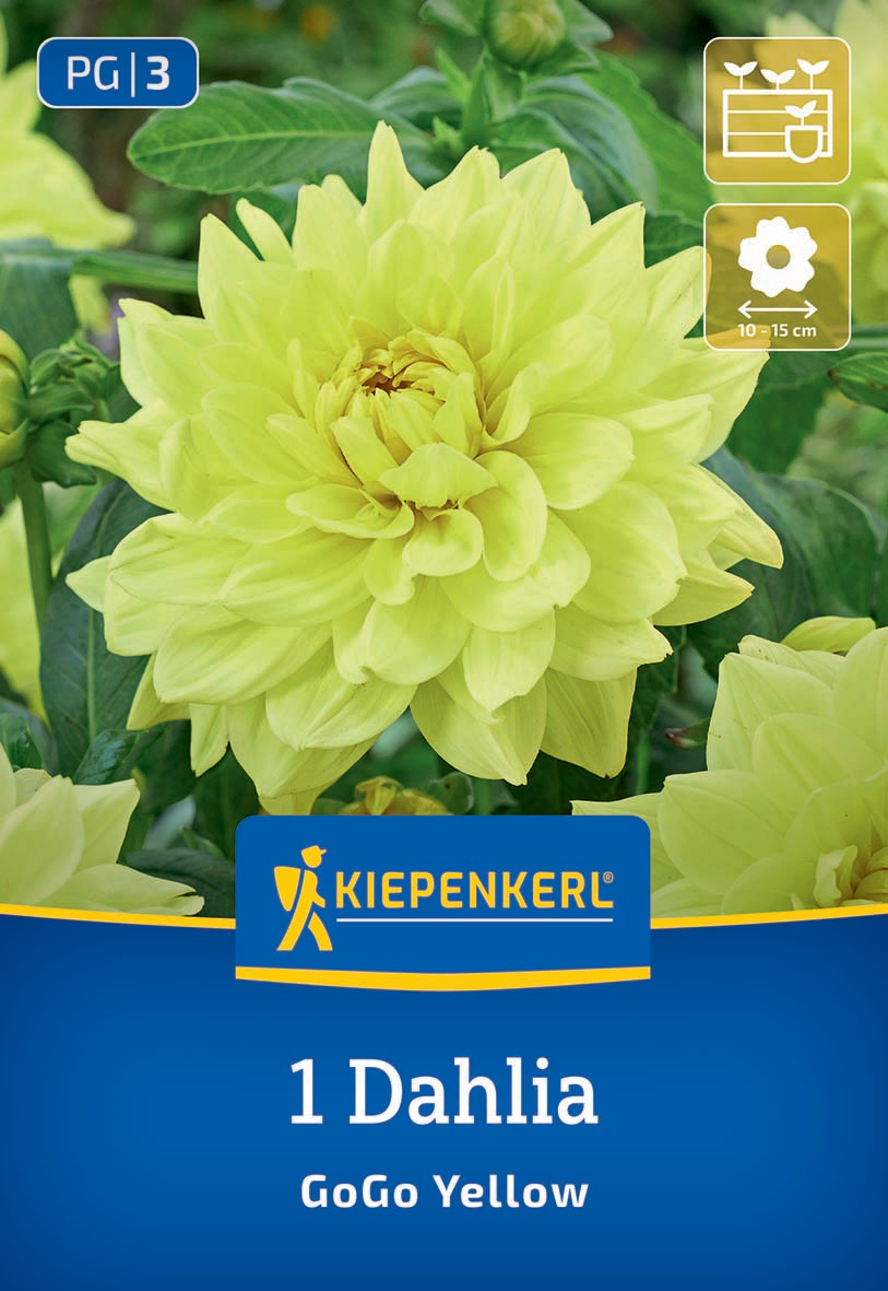 Dekorative Dahlie Go Go Yellow Dekorative Dahlie Go Go Yellow