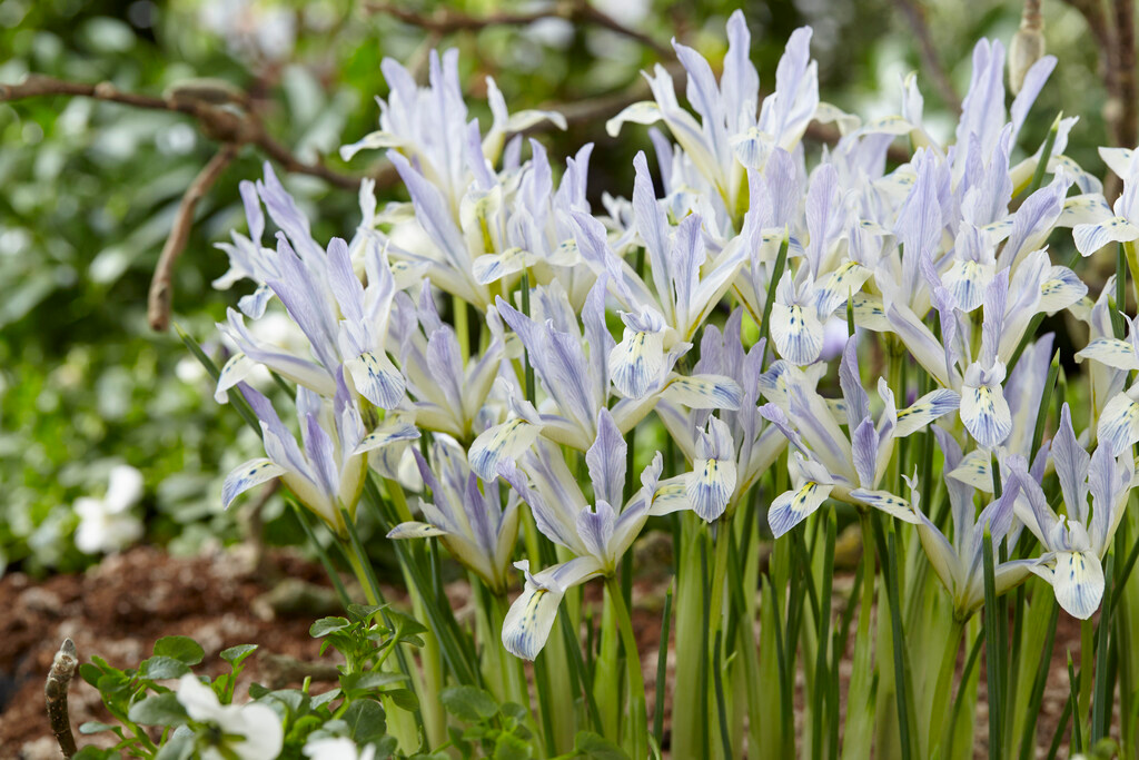 Iris reticulata Painted Lady Iris reticulata Painted Lady