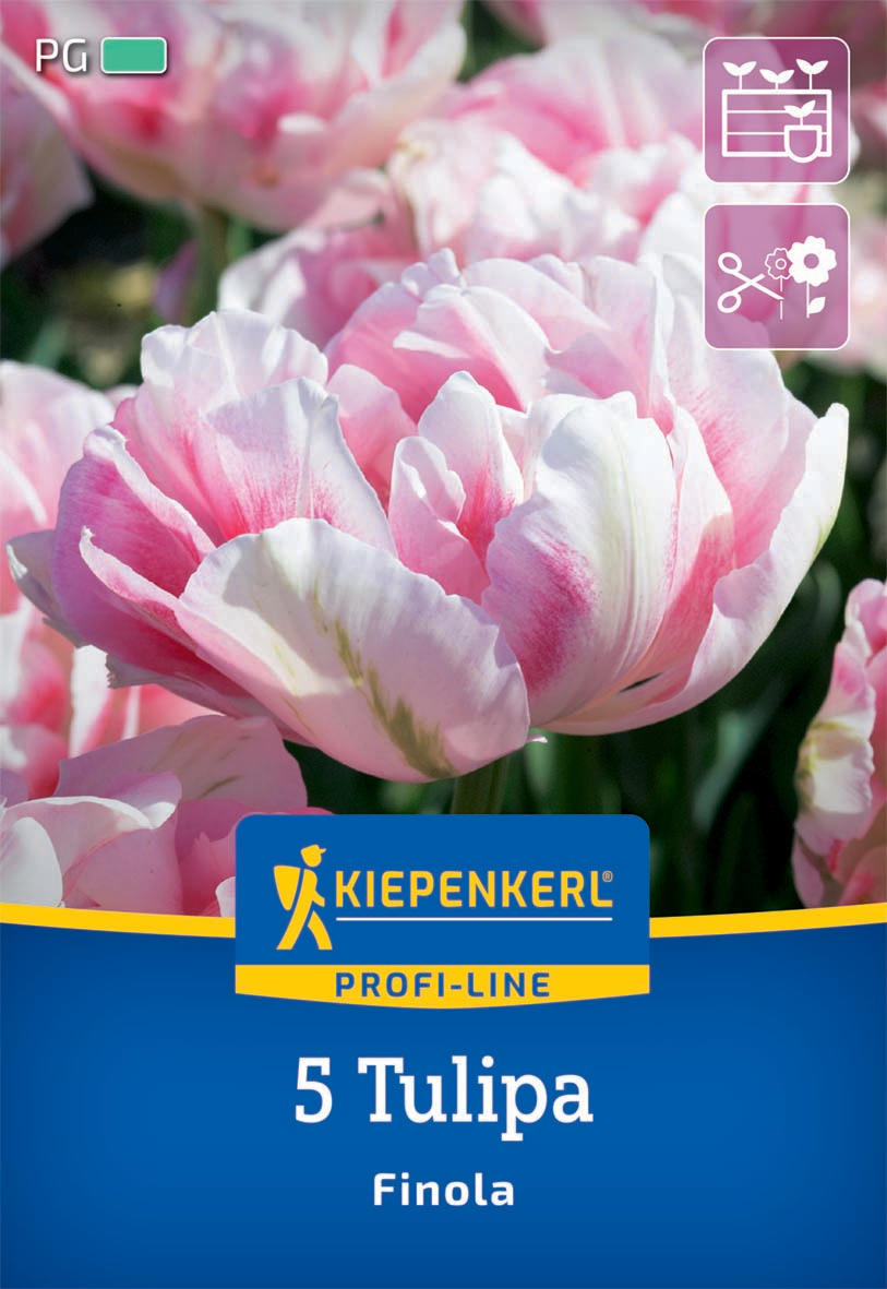 Profi-Line Gefüllte späte Tulpe Finola