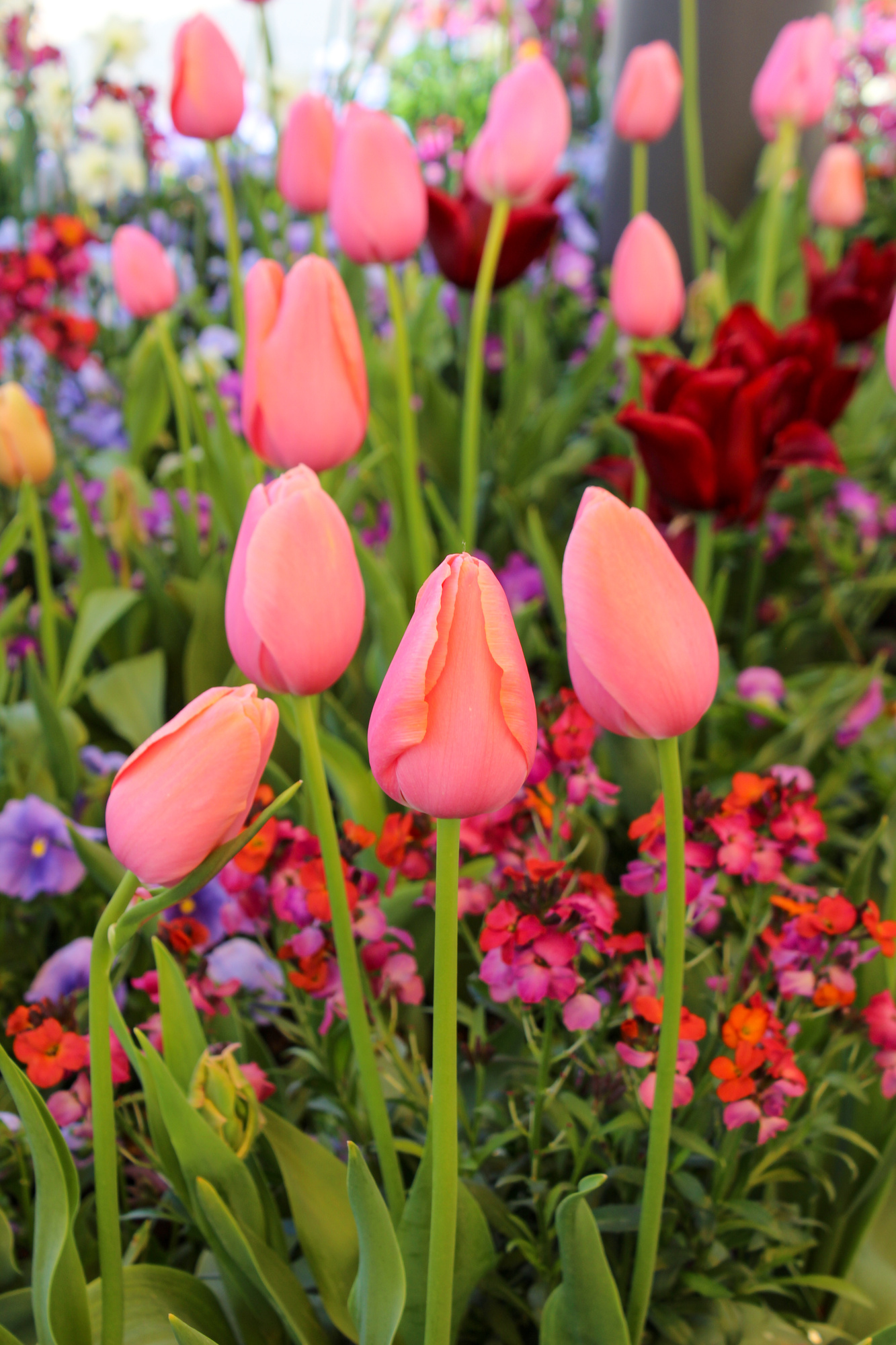 Einfache Späte Tulpen Dordogne Einfache Späte Tulpen Dordogne