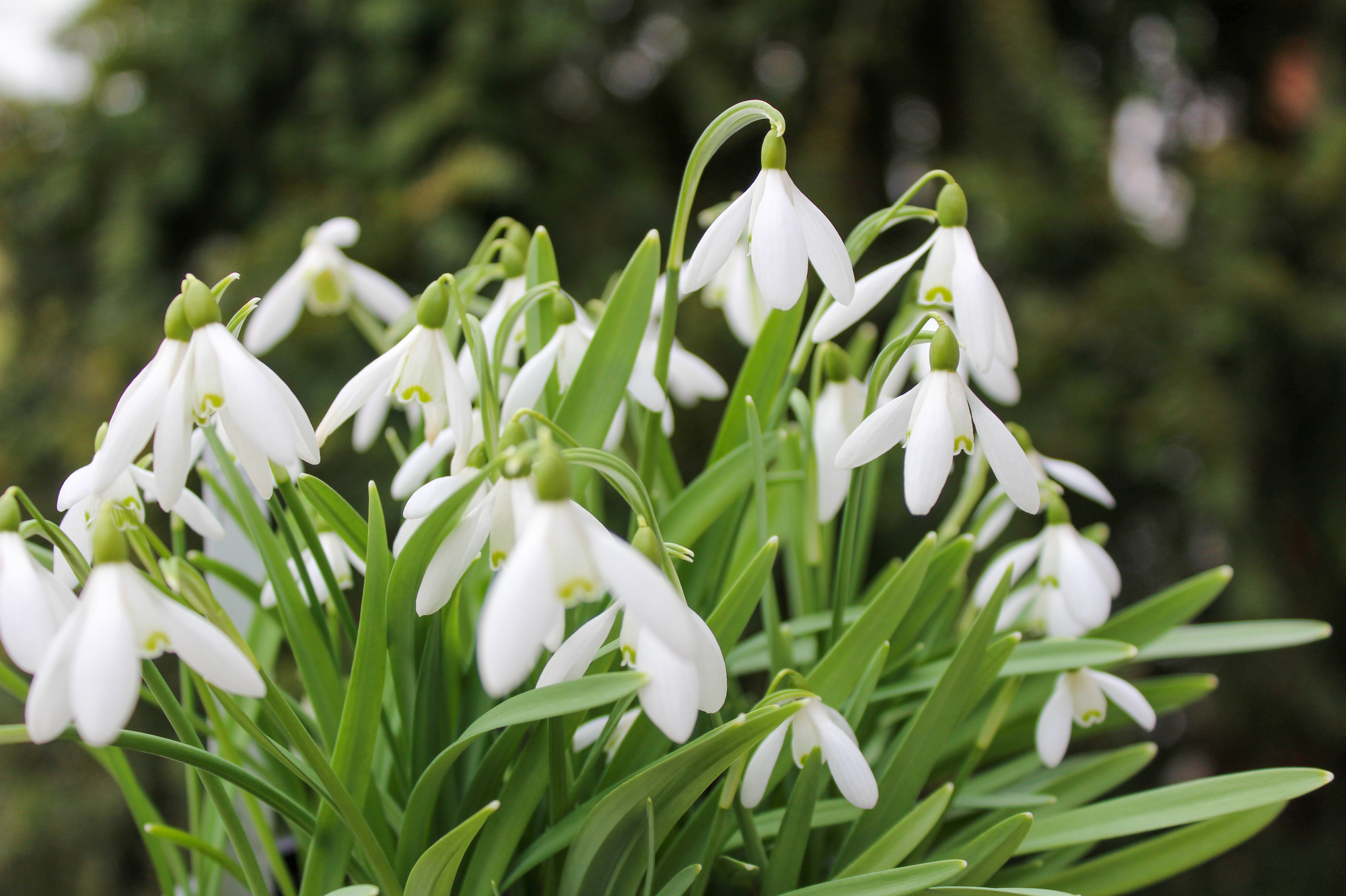 Galanthus elwesii Galanthus elwesii