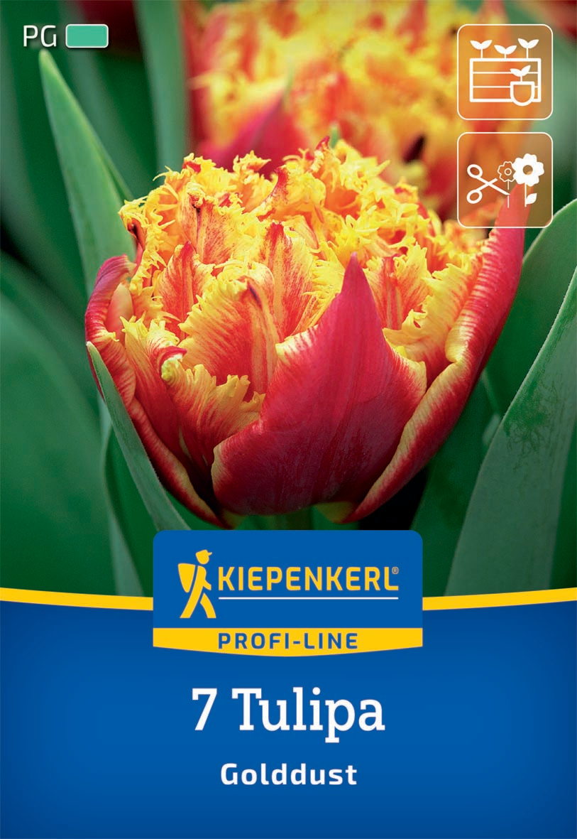 Profi-Line Gefranste gefüllte Tulpe Golddust