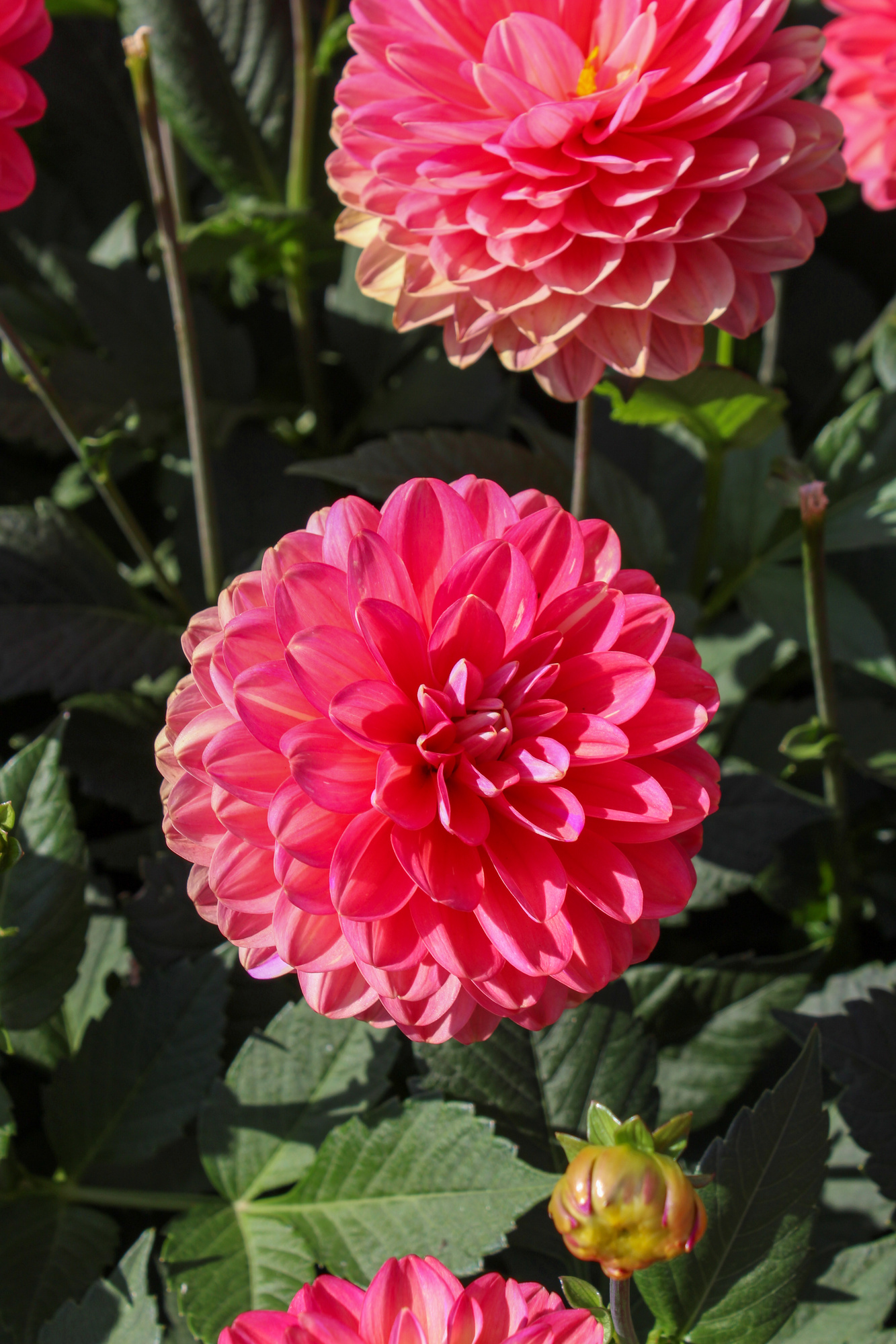 Dekorative Dahlien Melody Allegro