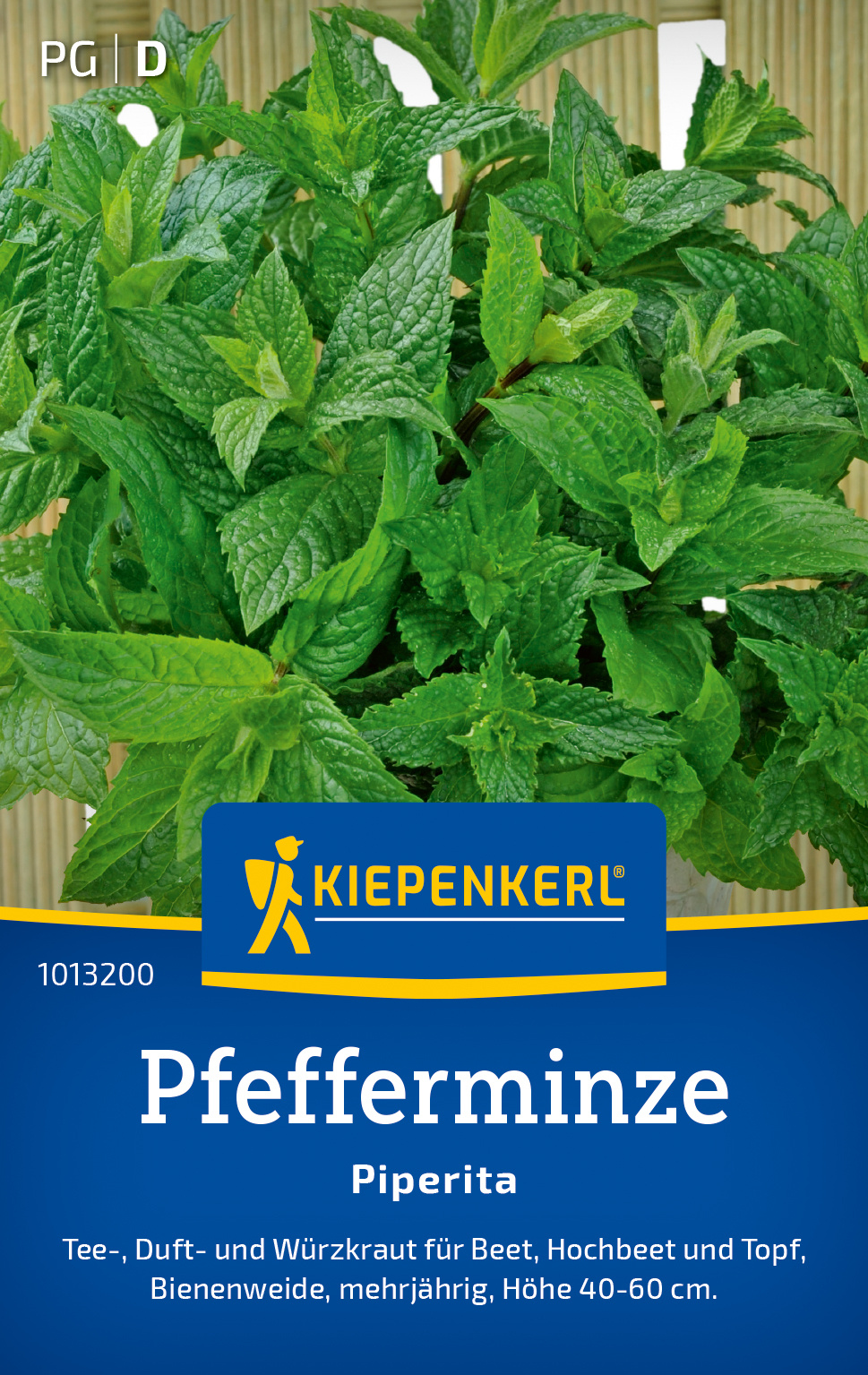Pfefferminze Piperita