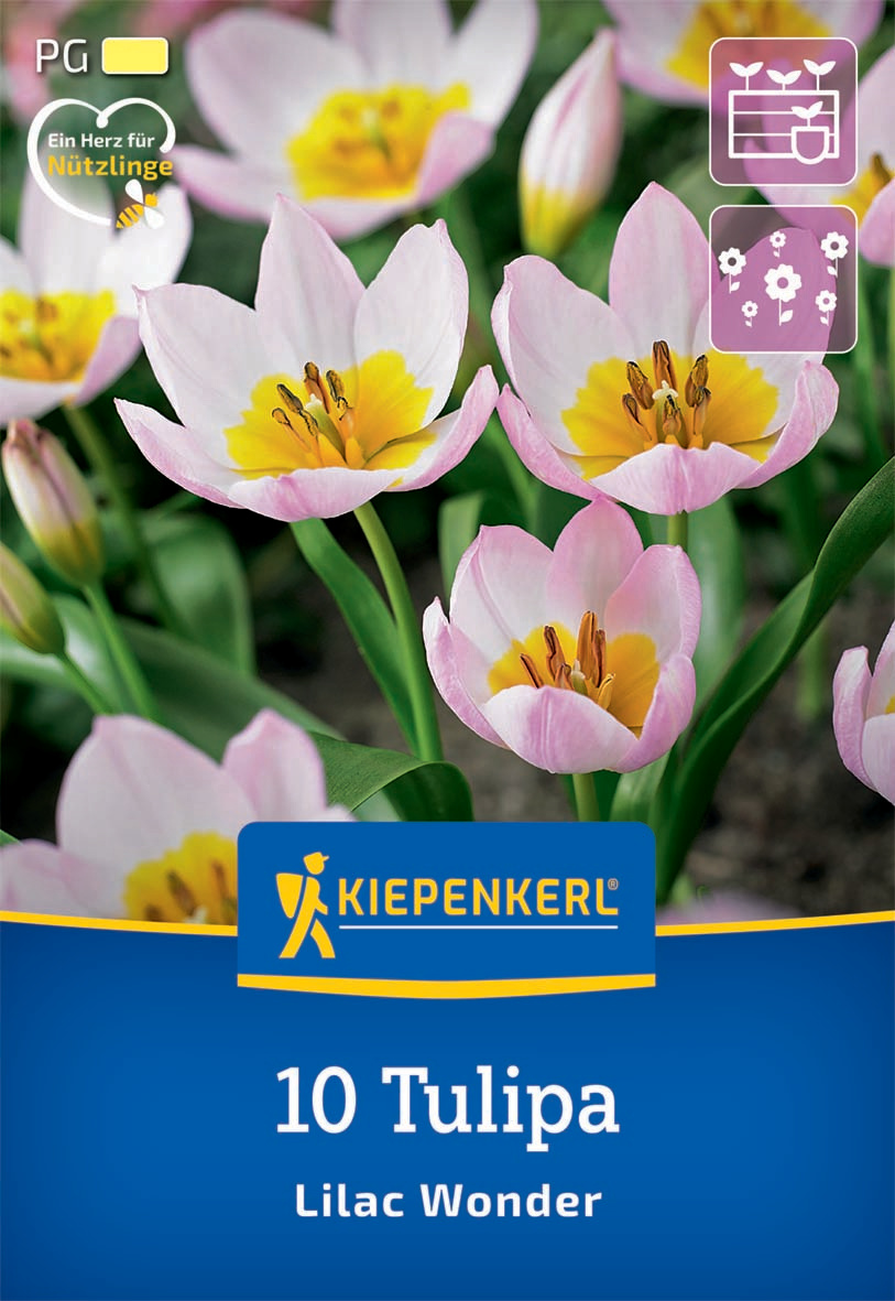 Wildtulpe Tulipa saxatilis Lilac Wonder