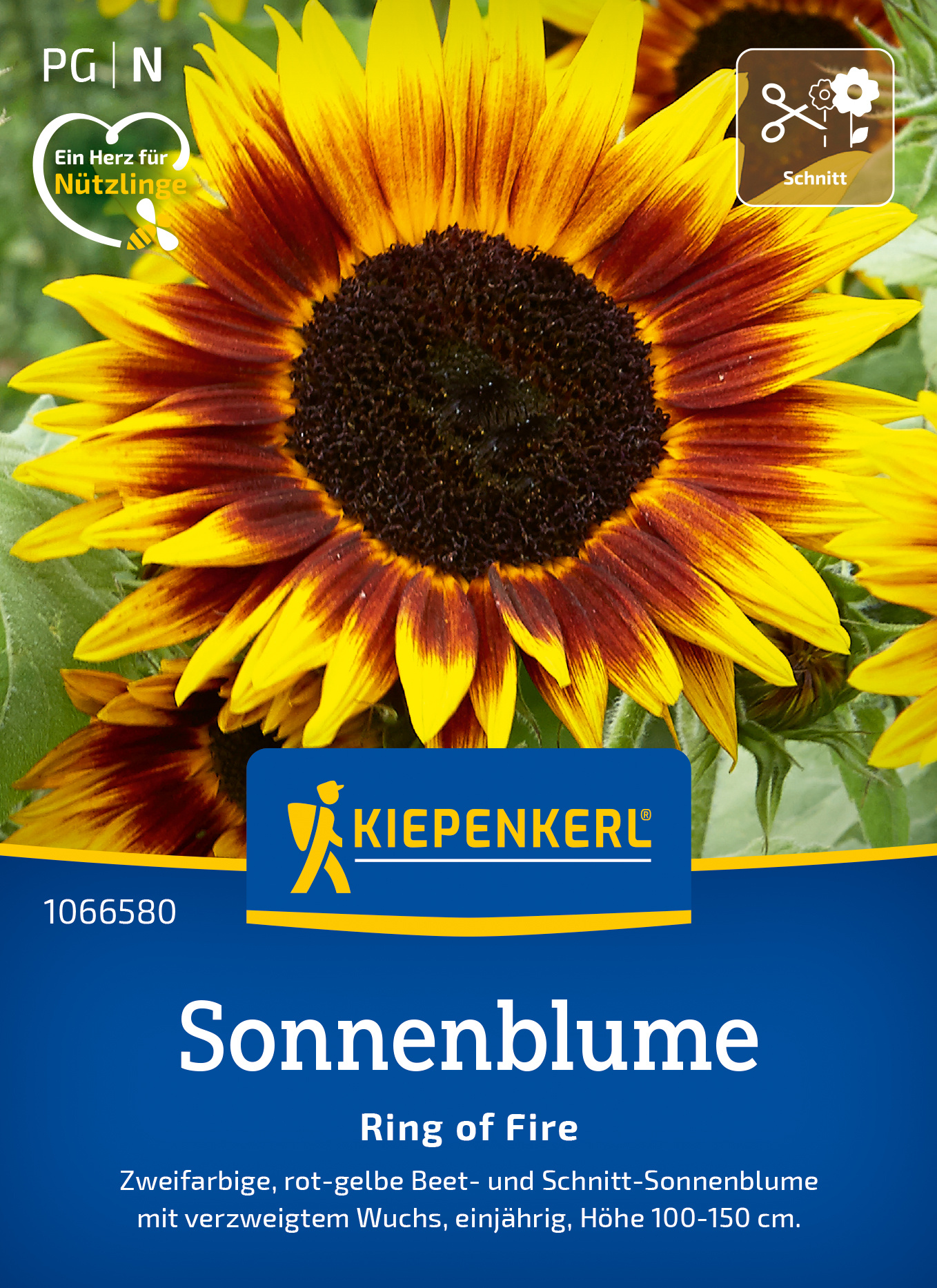 Sonnenblume Ring of Fire