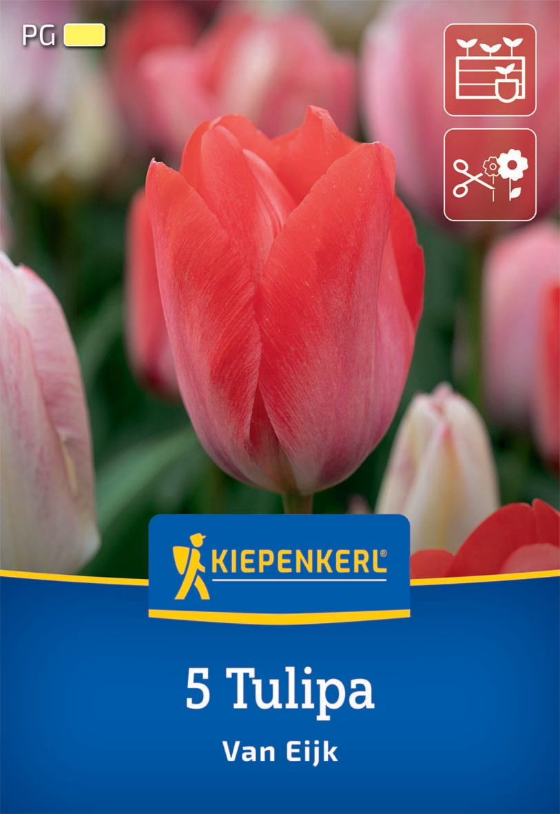 Darwin-Hybrid-Tulpe Van Eijk