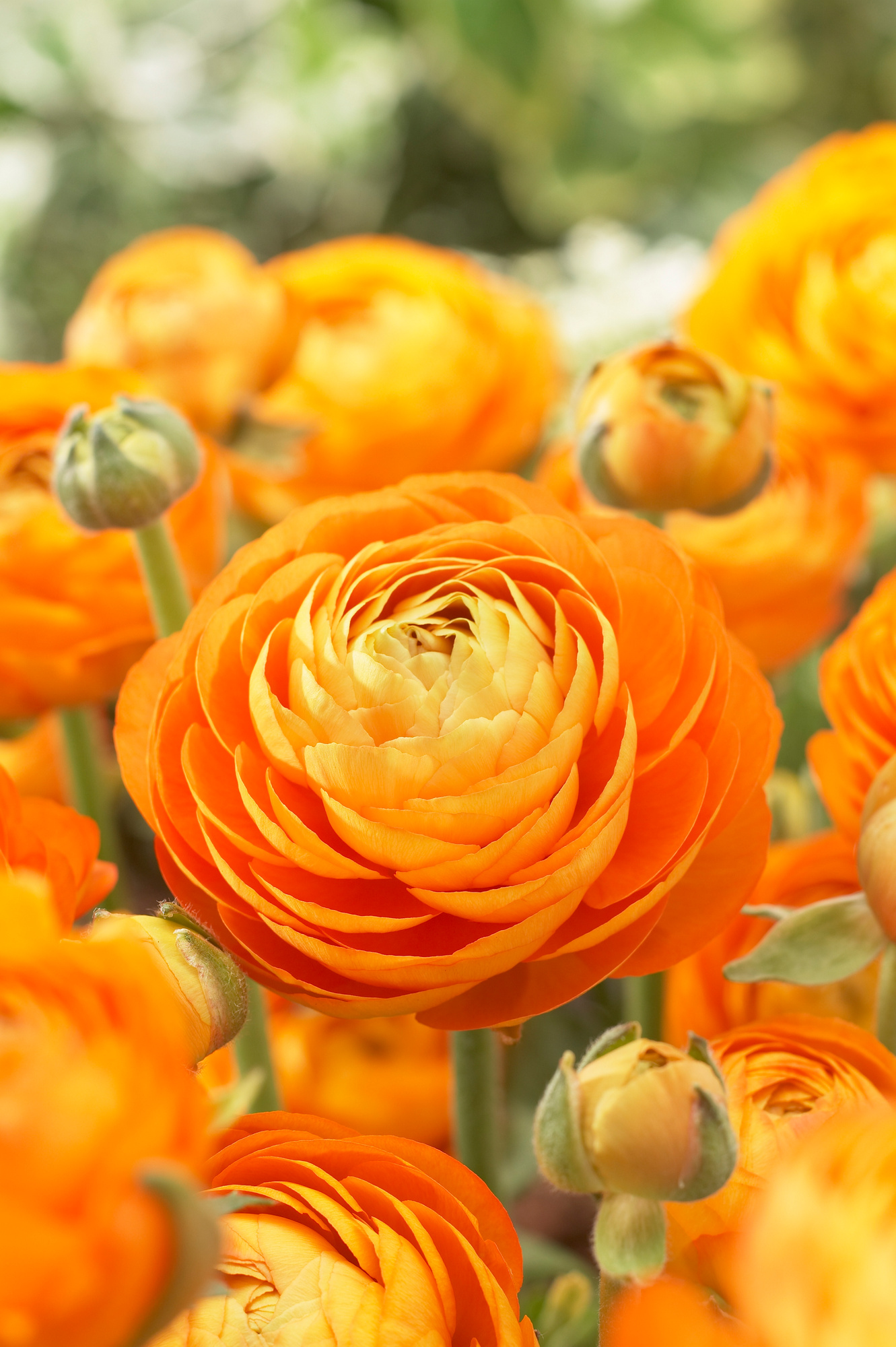 Ranunculus Aviv Orange