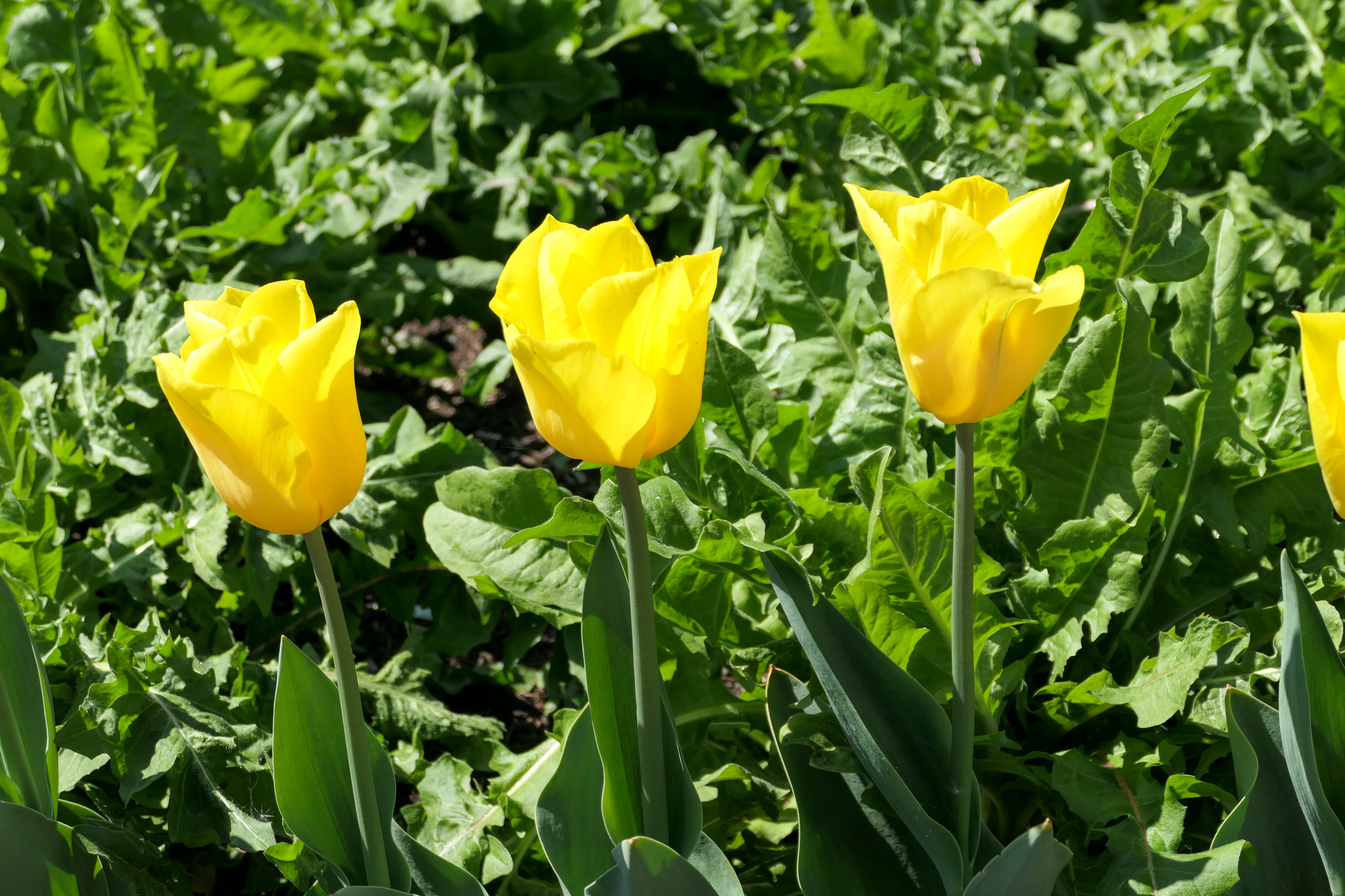Triumph-Tulpen Yellow Flight Triumph-Tulpen Yellow Flight