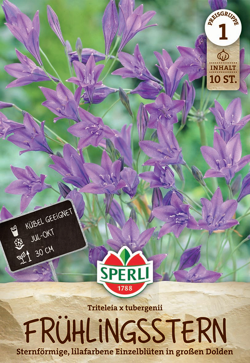 Frühlingsstern Triteleia