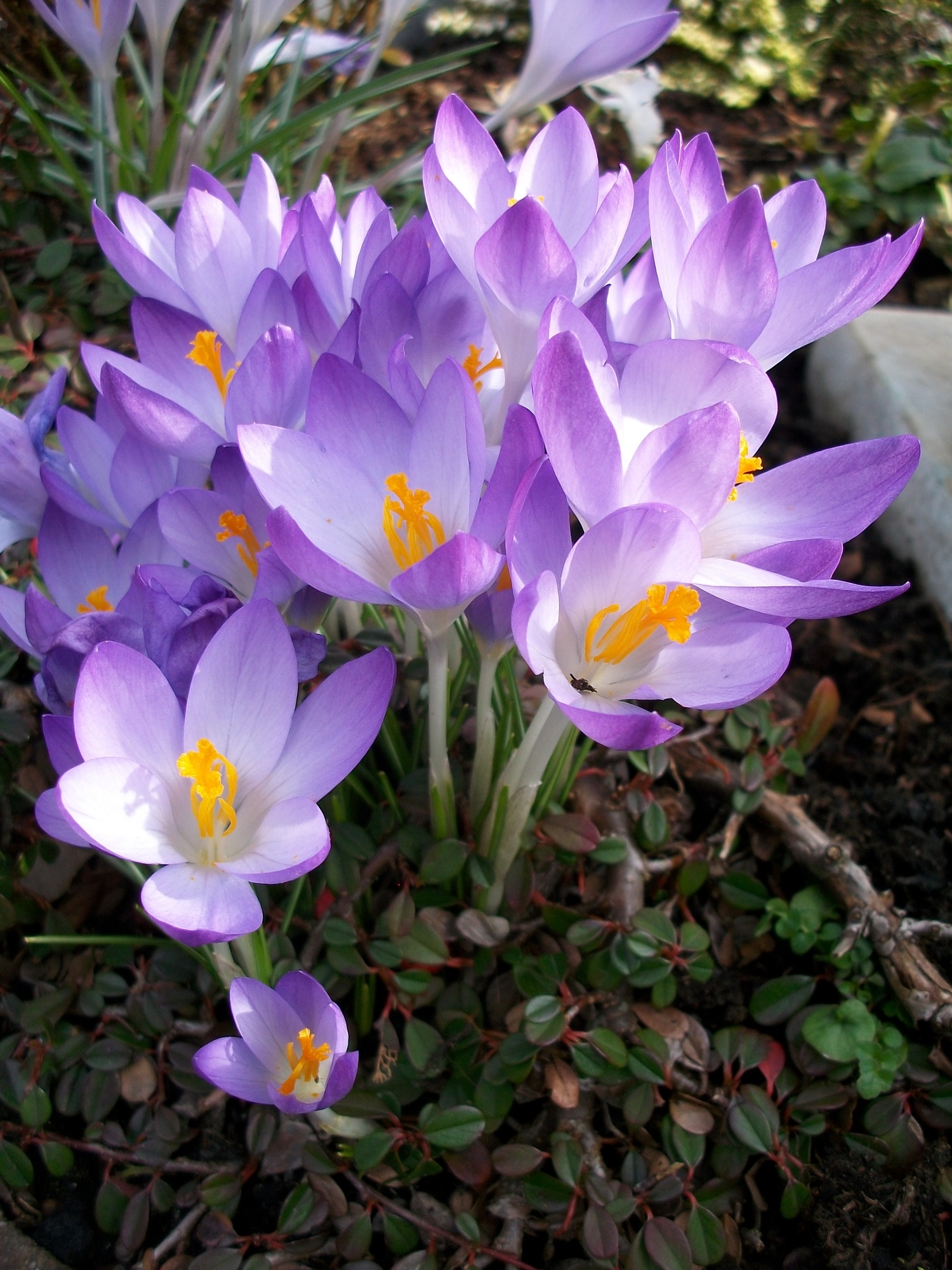 Crocus tommasinianus Barr's Purple Crocus tommasinianus Barr's Purple