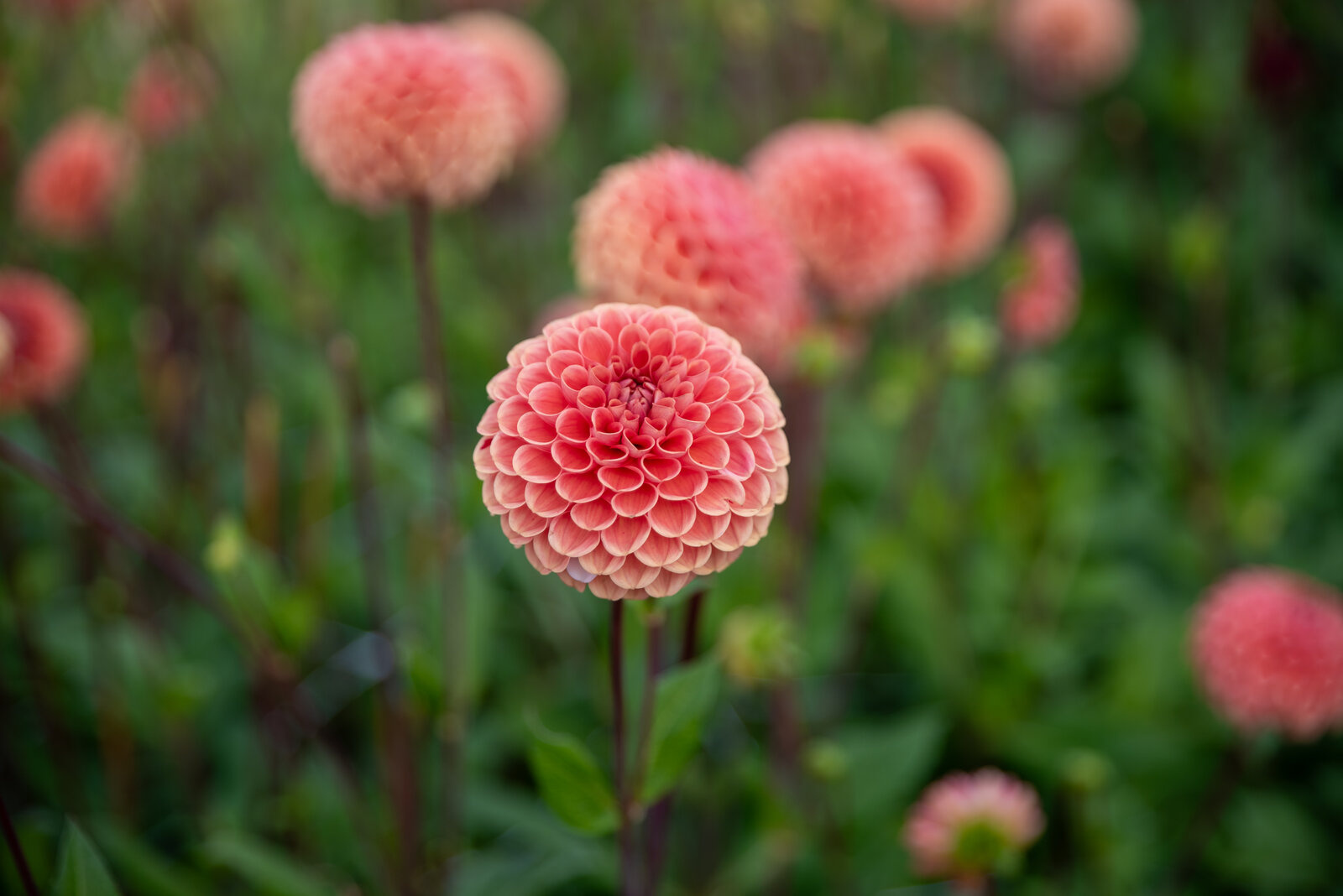 Ball-Dahlien Cornel Brons