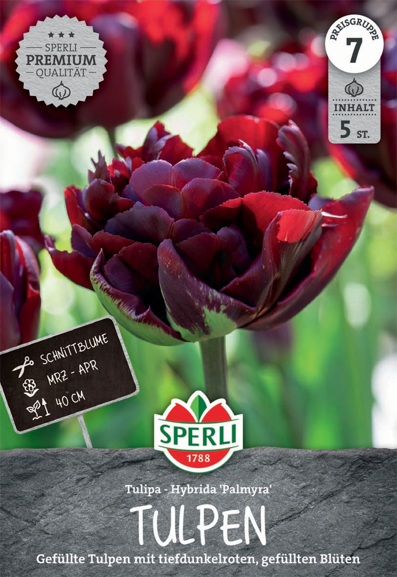 Premium Gefüllte Frühe Tulpe Palmyra