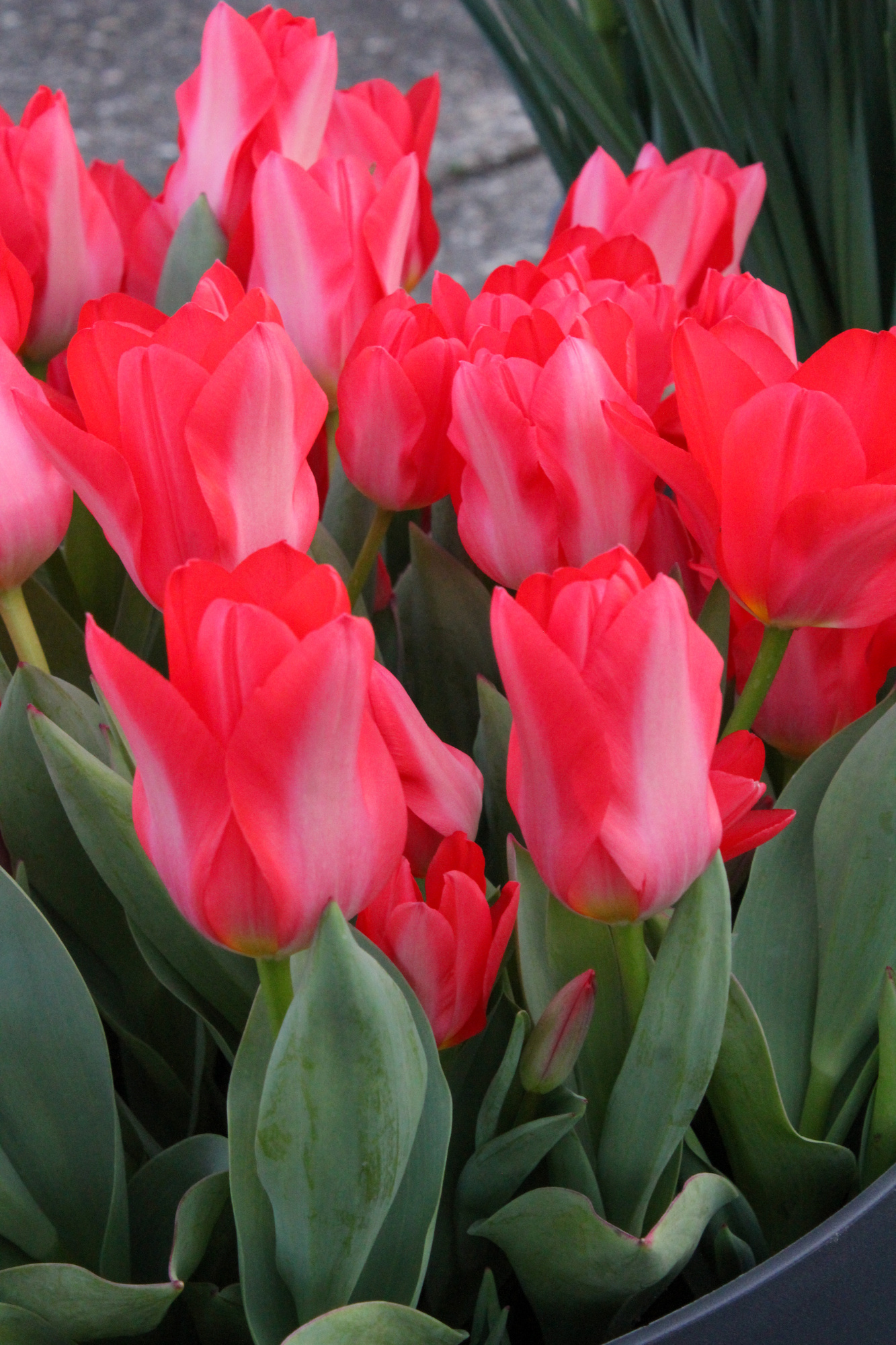 Fosteriana-Tulpen Solva Fosteriana-Tulpen Solva