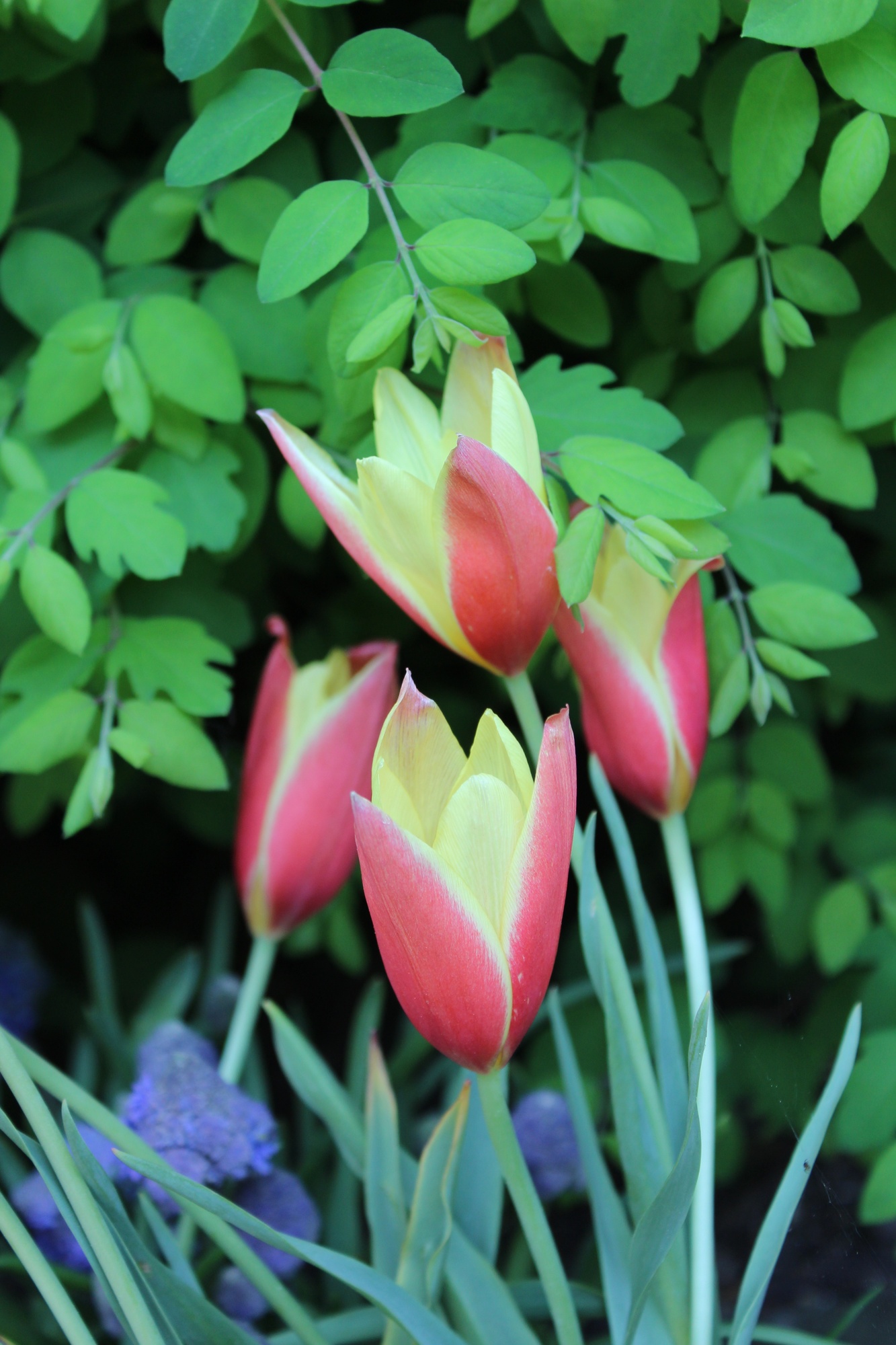 Botanische Tulpen T. clusiana Cynthia Botanische Tulpen T. clusiana Cynthia