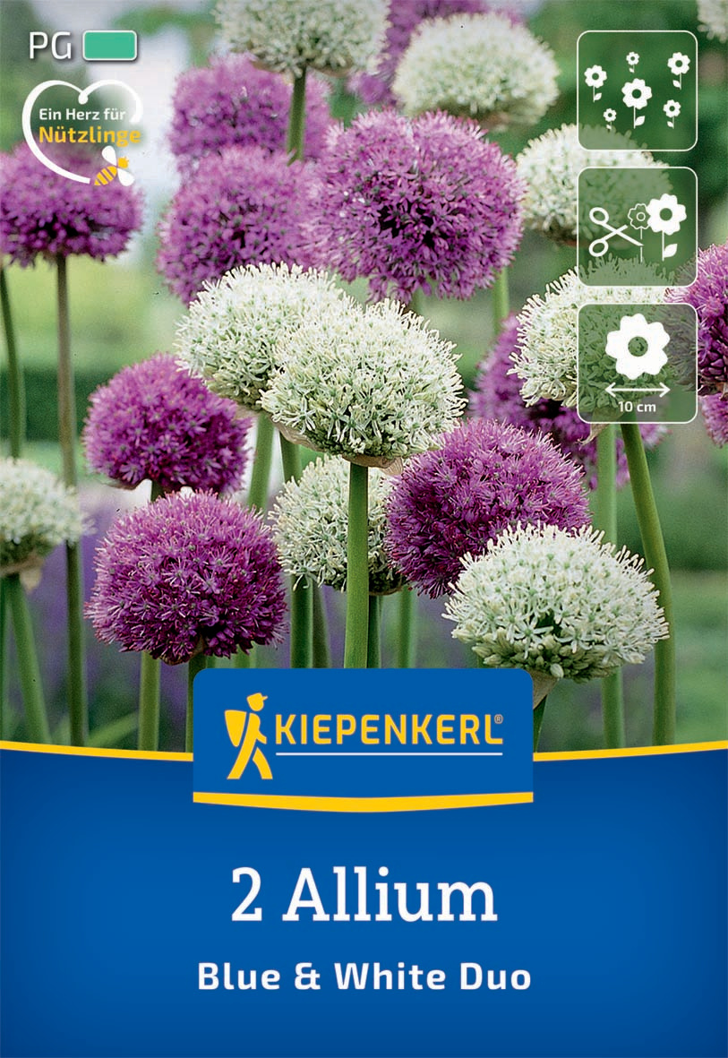 Allium Mix Blue & White Allium Mix Blue & White
