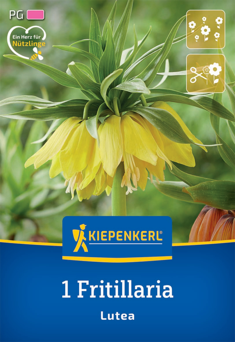 Kaiserkrone Lutea
