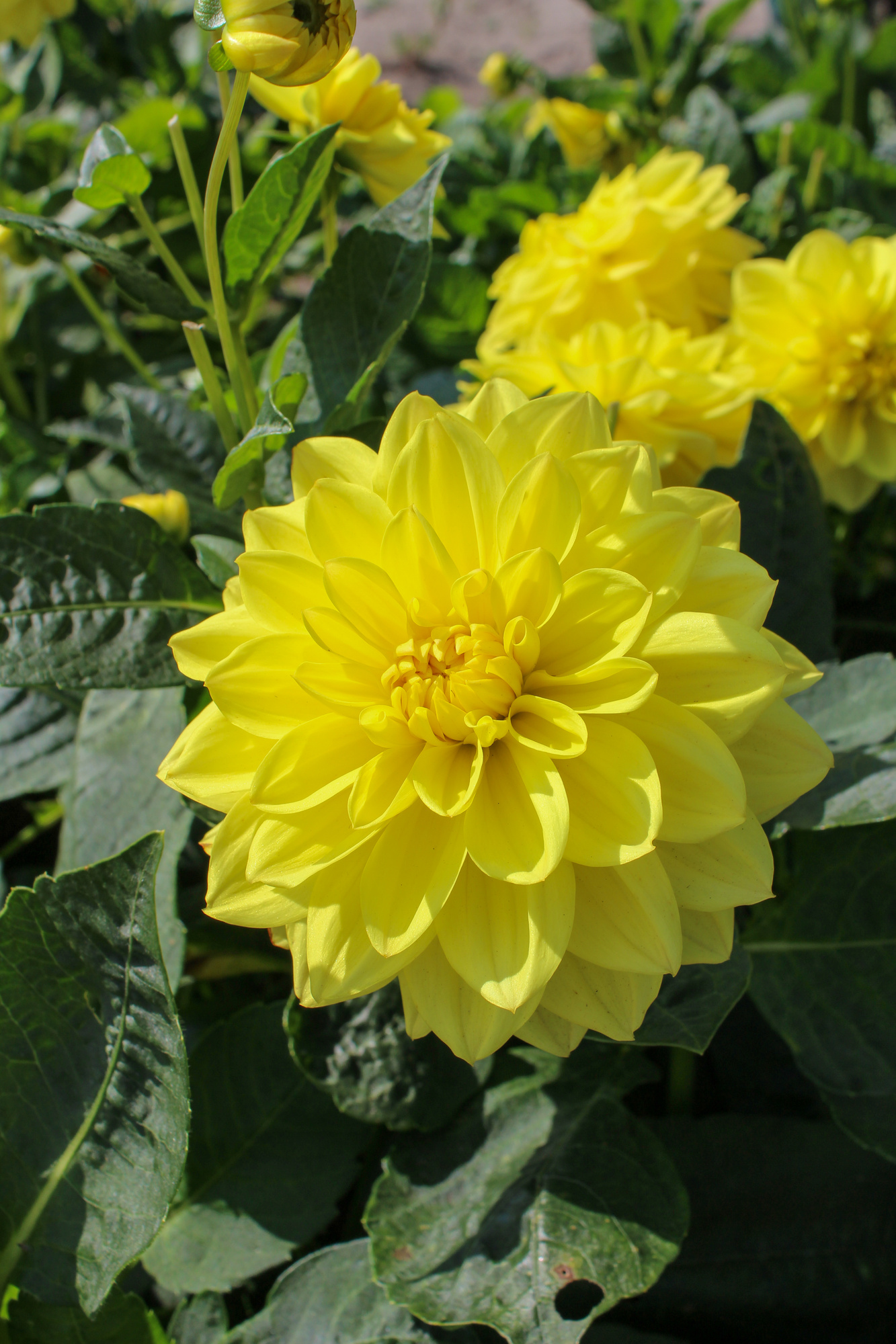 Dekorative Dahlien Sisa