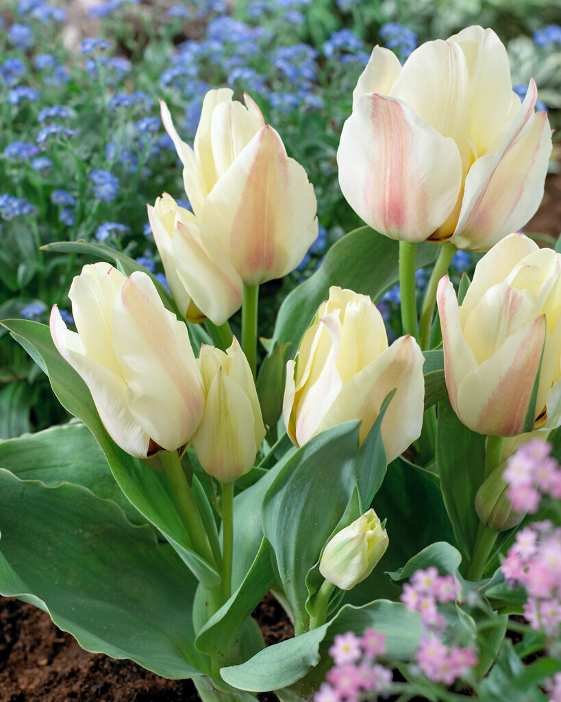 Fosteriana-Tulpen Mieke Telkamp Fosteriana-Tulpen Mieke Telkamp