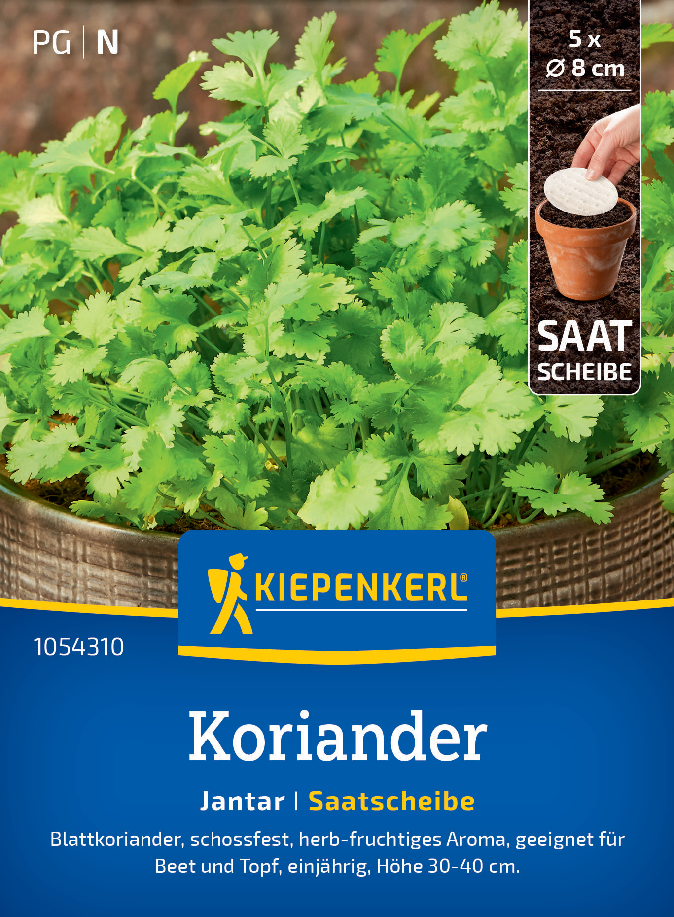Koriander Jantar, Saatscheibe Koriander Jantar, Saatscheibe