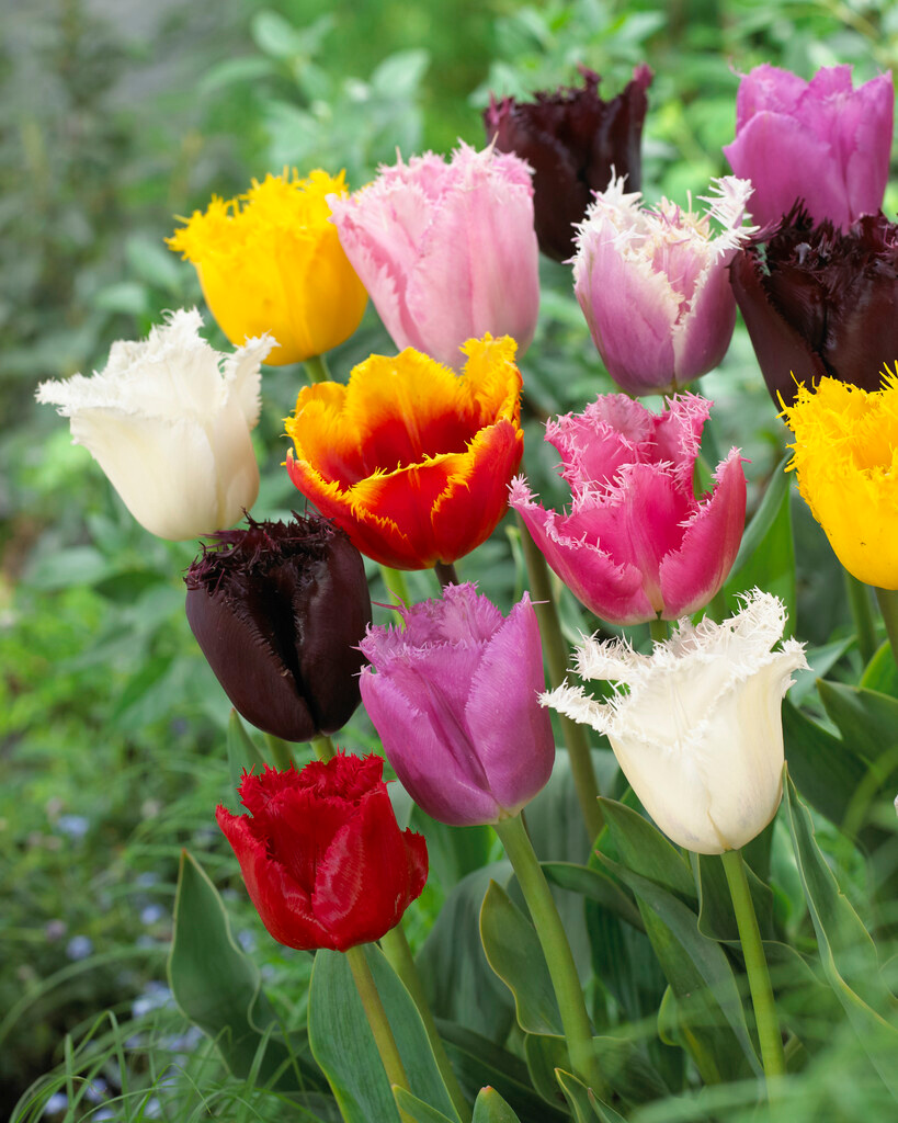 Gefranste Tulpen Mischung Gefranste Tulpen Mischung