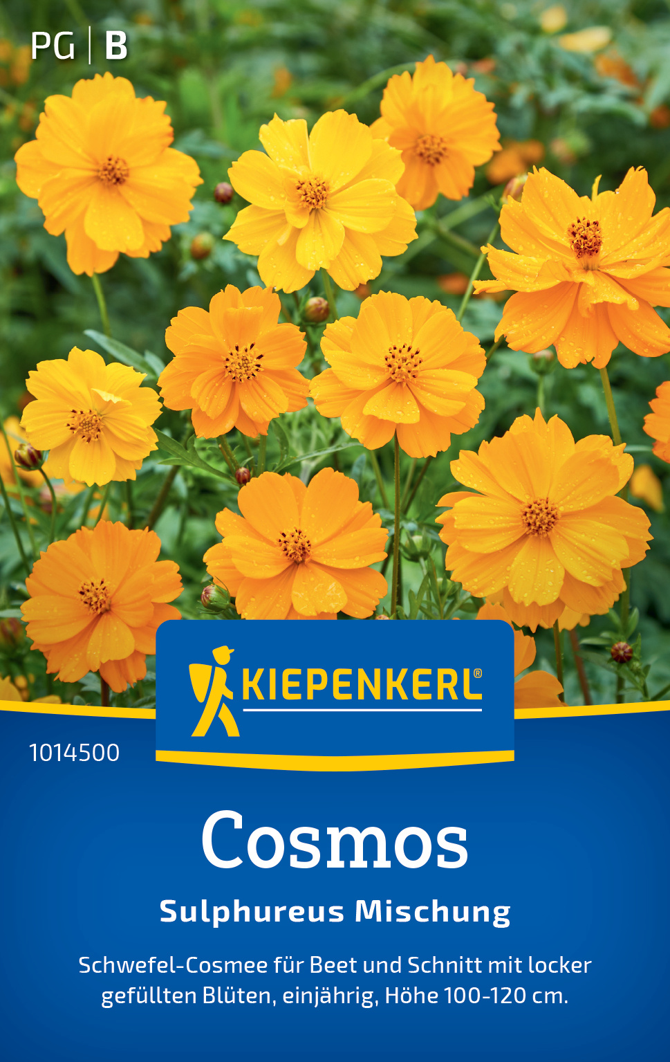 Cosmos Sulphureus Mischung