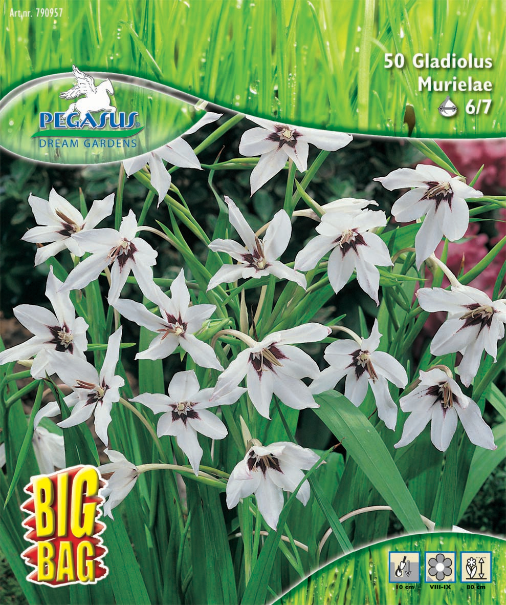 Sterngladiole Gladiolus callianthus Sterngladiole Gladiolus callianthus