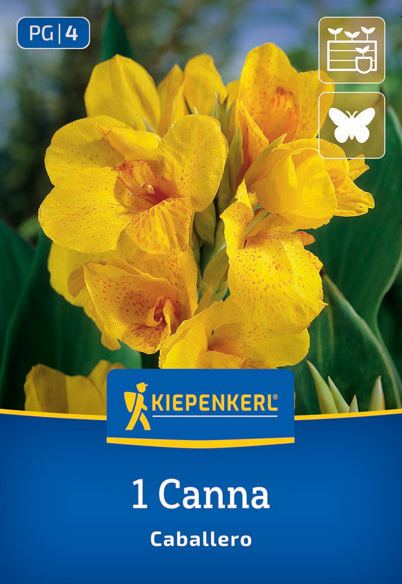 Blumenrohr Caballero Blumenrohr Caballero