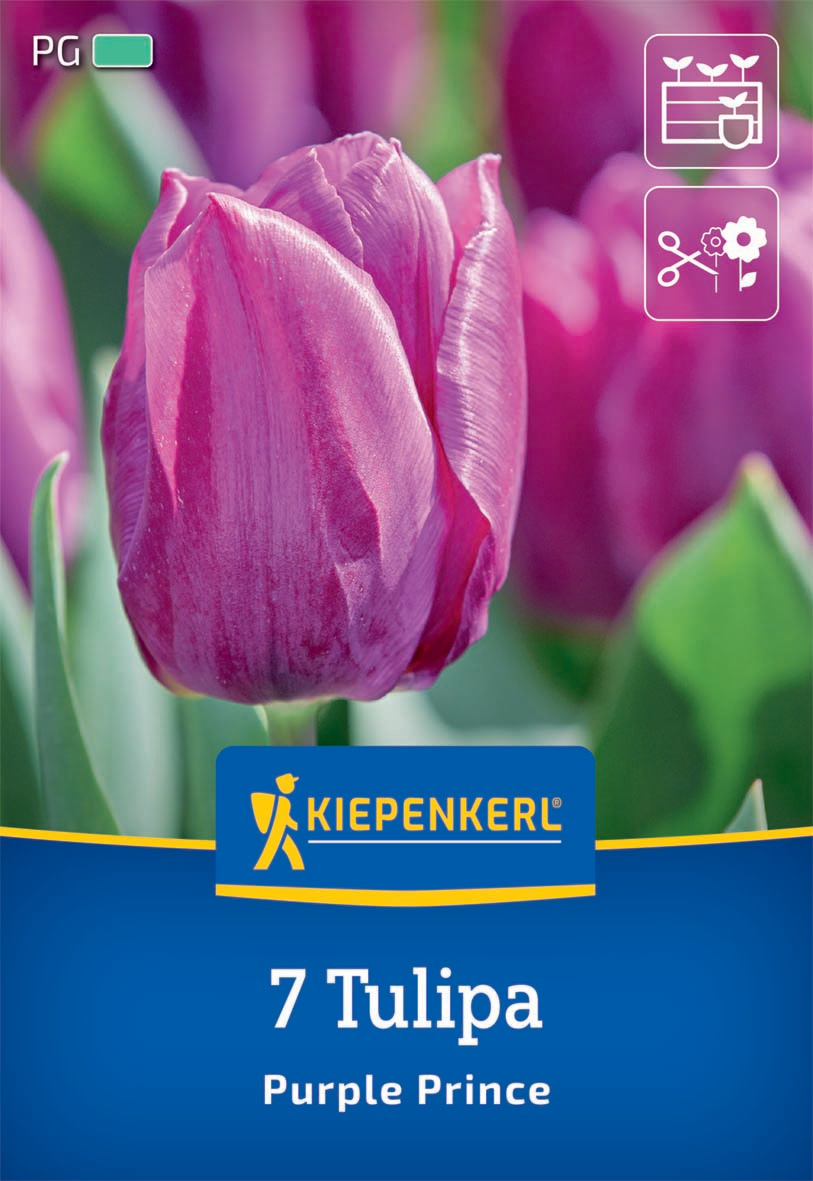 Einfache frühe Tulpe Purple Prince