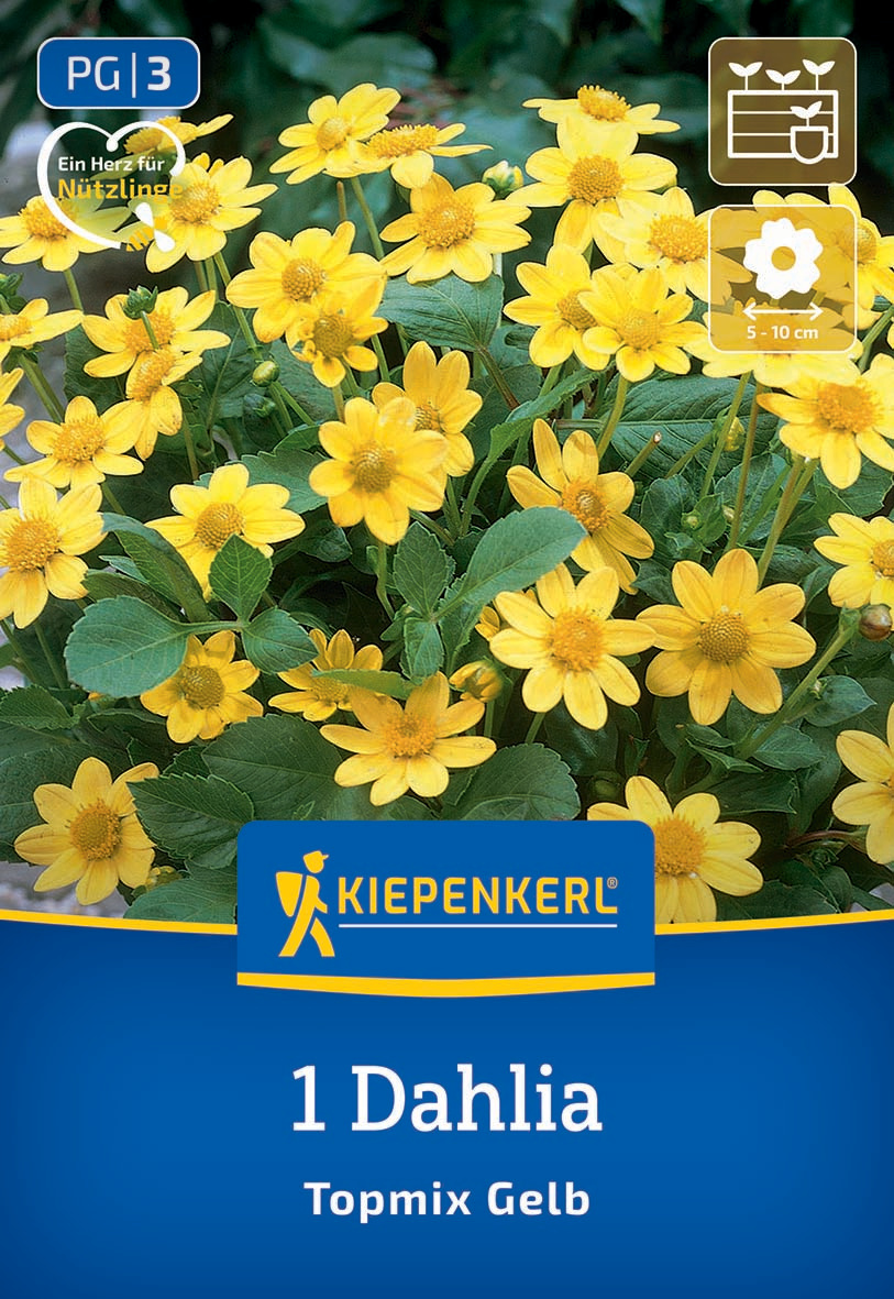 Beet- & Topf-Dahlie Topmix Gelb