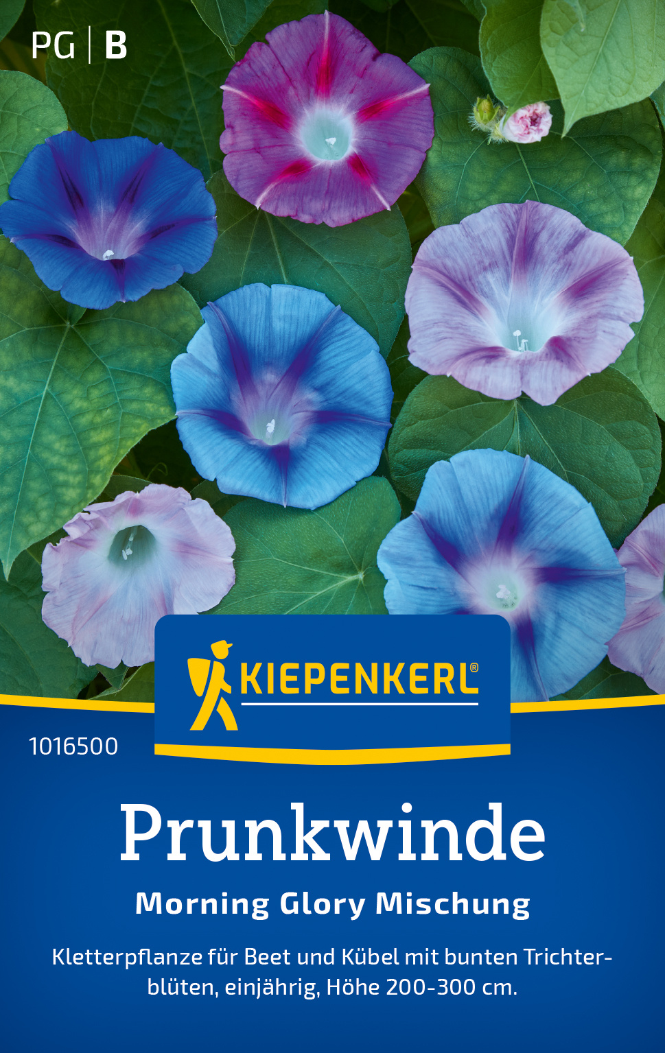 Prunkwinde Morning Glory Mischung Prunkwinde Morning Glory Mischung