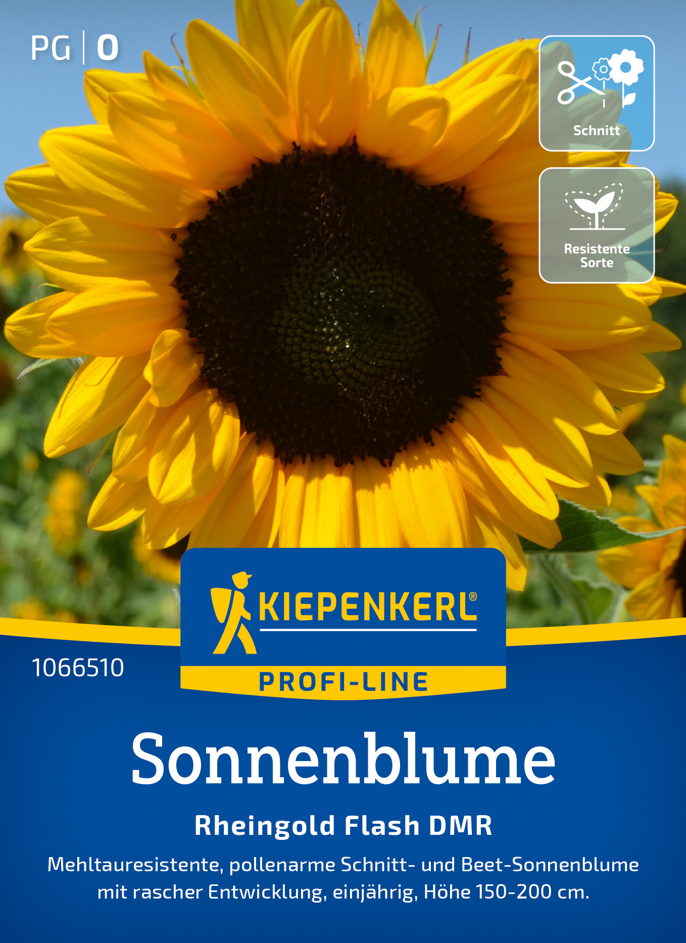 Sonnenblume Rheingold Flash DMR, F1